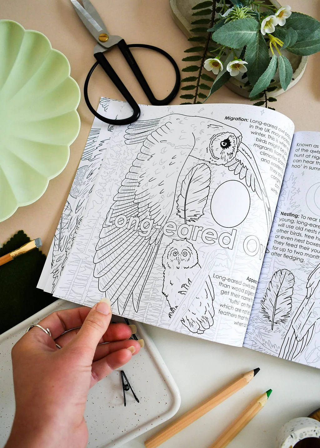 British Bird of Prey Educational Colouring Book - Image 5