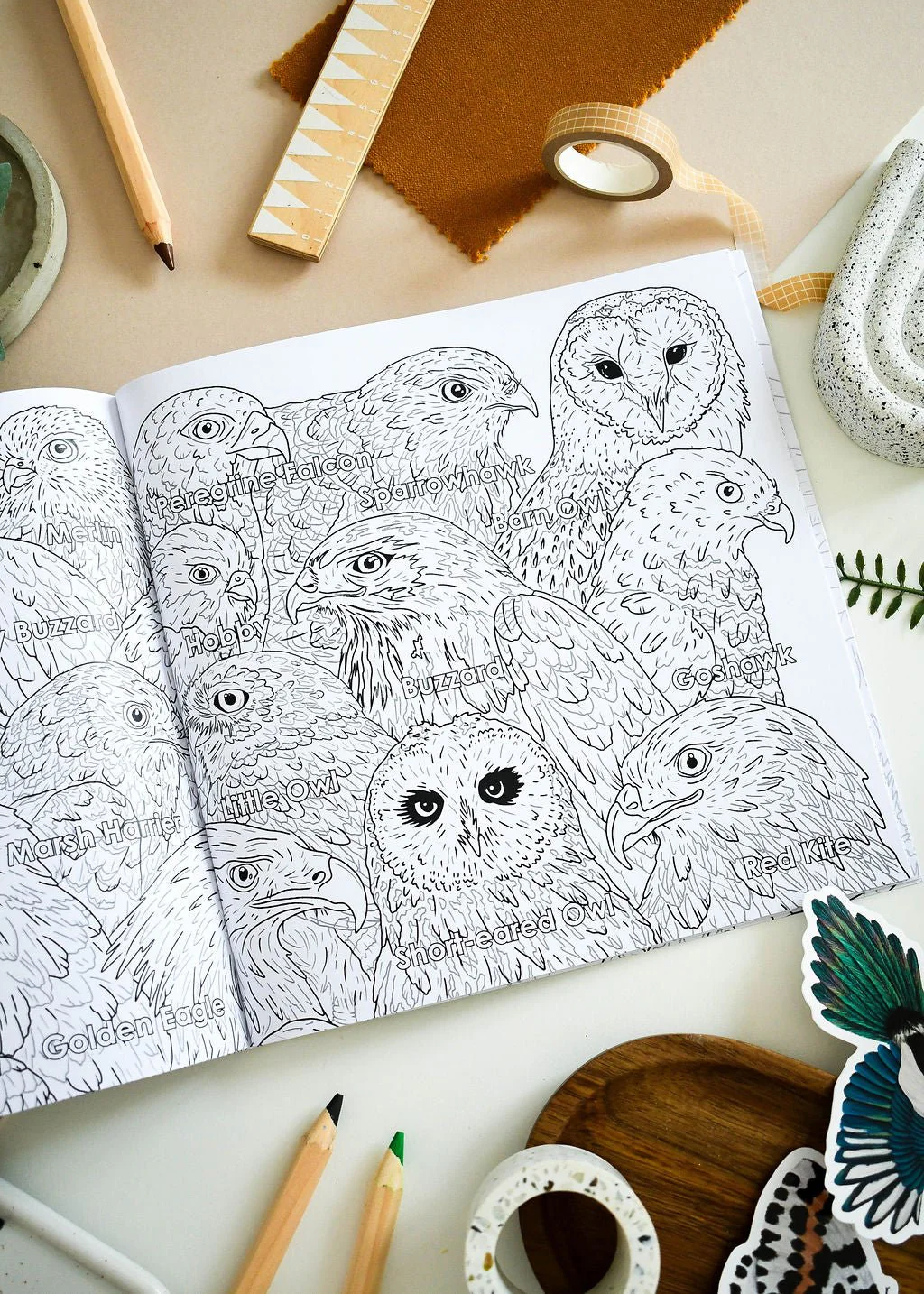 British Bird of Prey Educational Colouring Book - Image 8