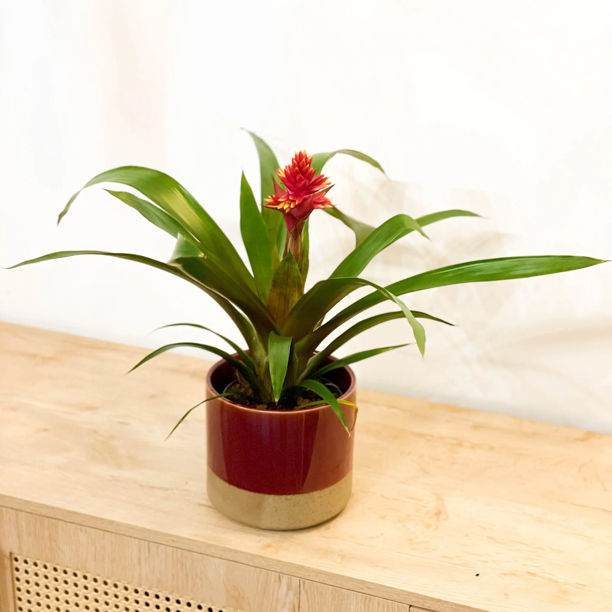 Bromelia Guzmania 'Brush'