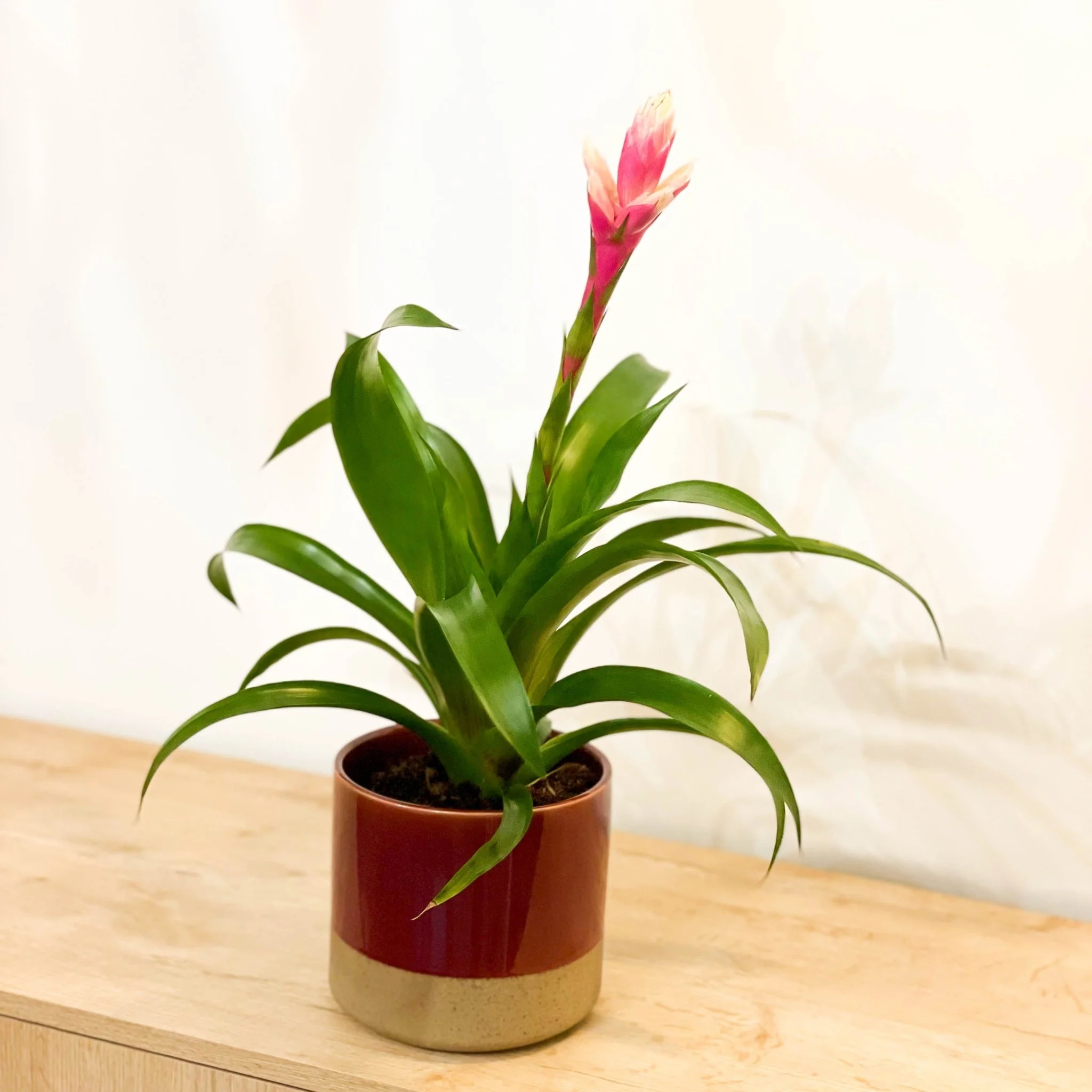 Bromelia Guzmania 'Candy'