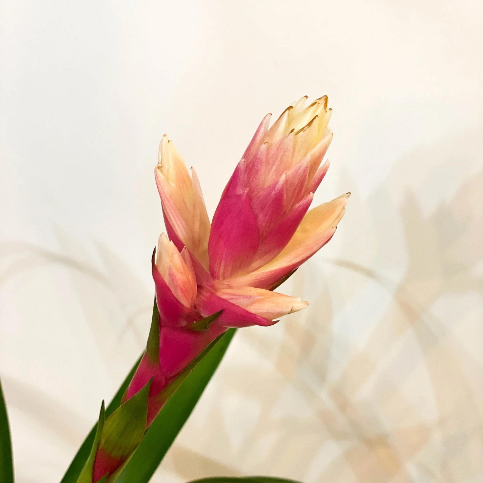 Bromelia Guzmania 'Candy' - Image 2