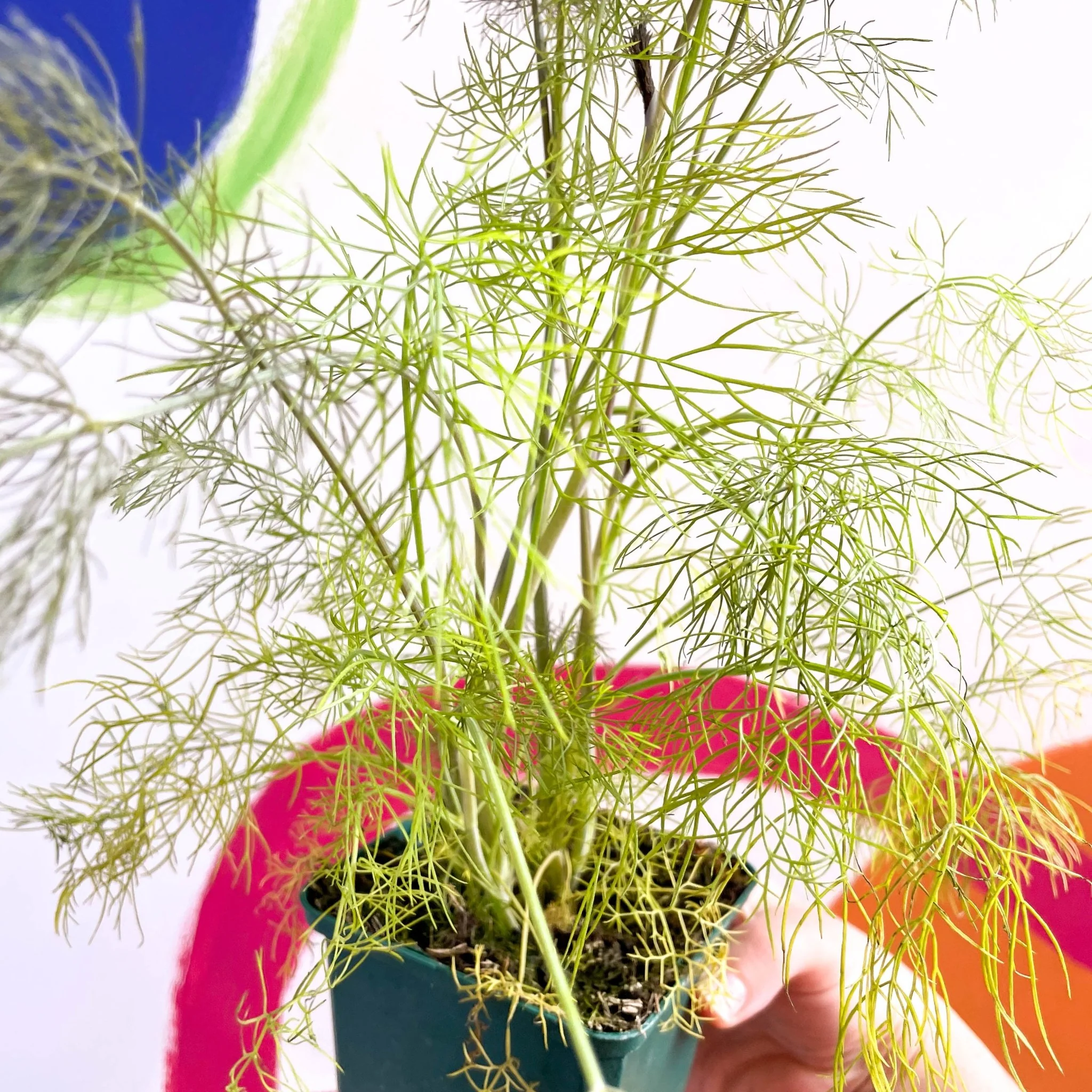 Foeniculum vulgare 'Purpureum' - Bronze-leaved Fennel - Cotswolds Grown Culinary Herbs - Image 2