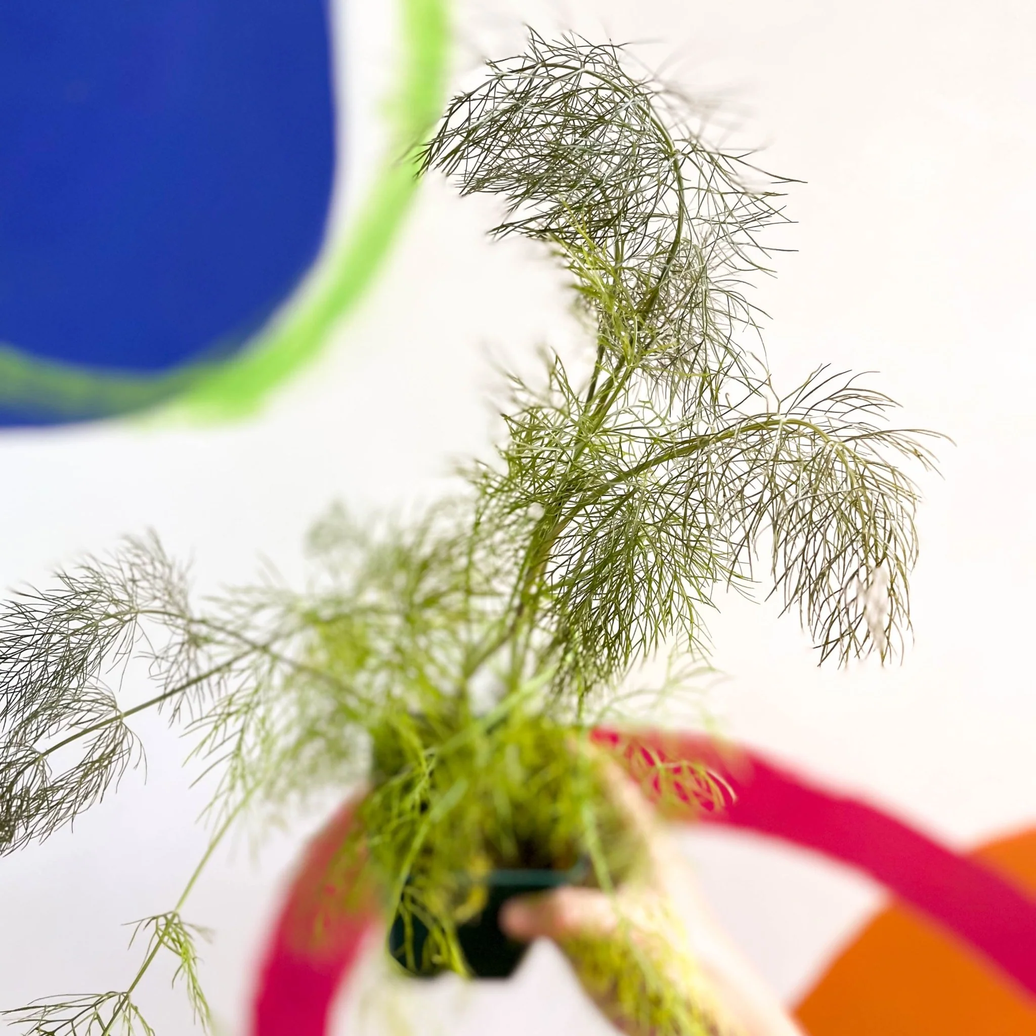Foeniculum vulgare 'Purpureum' - Bronze-leaved Fennel - Cotswolds Grown Culinary Herbs - Image 3