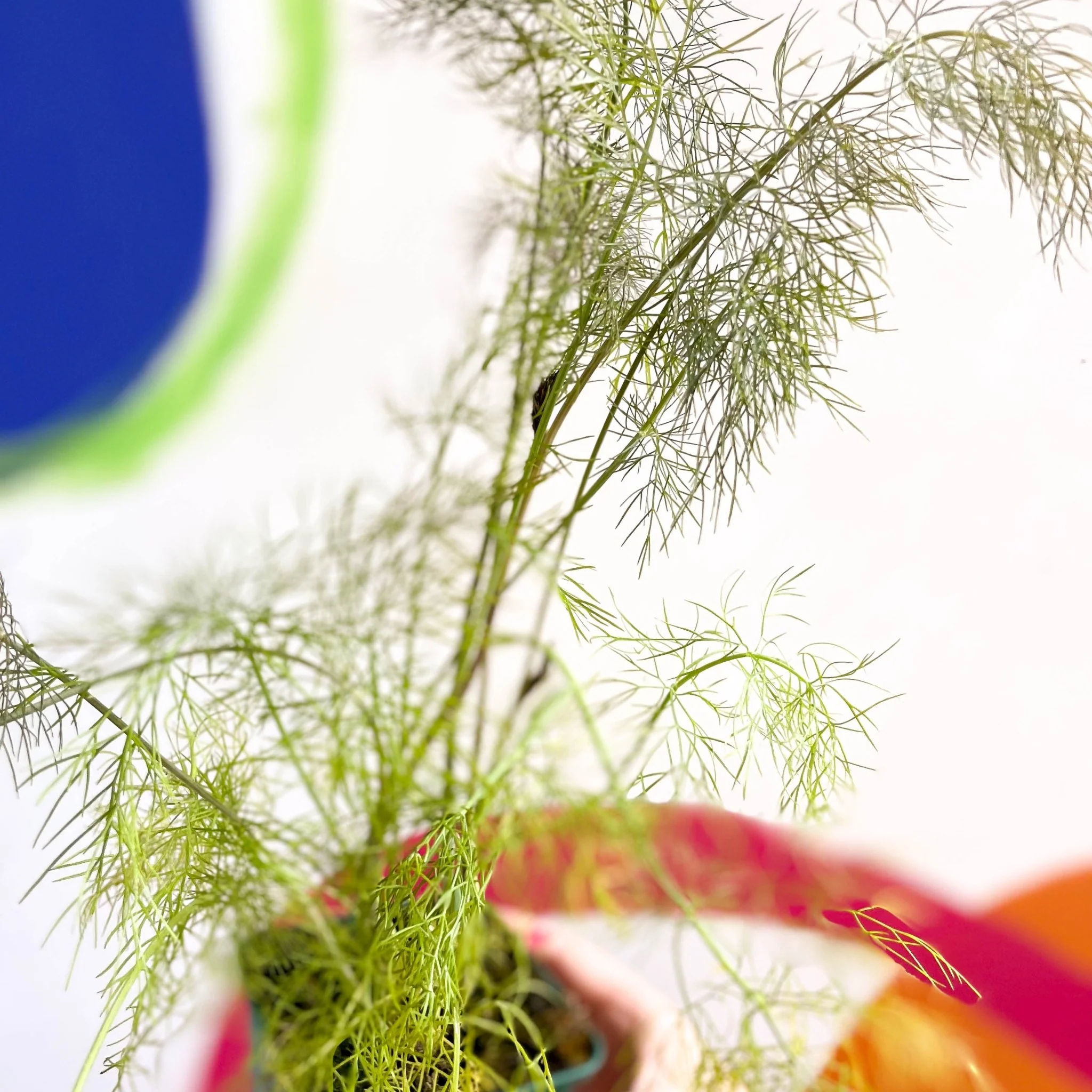 Foeniculum vulgare 'Purpureum' - Bronze-leaved Fennel - Cotswolds Grown Culinary Herbs - Image 4