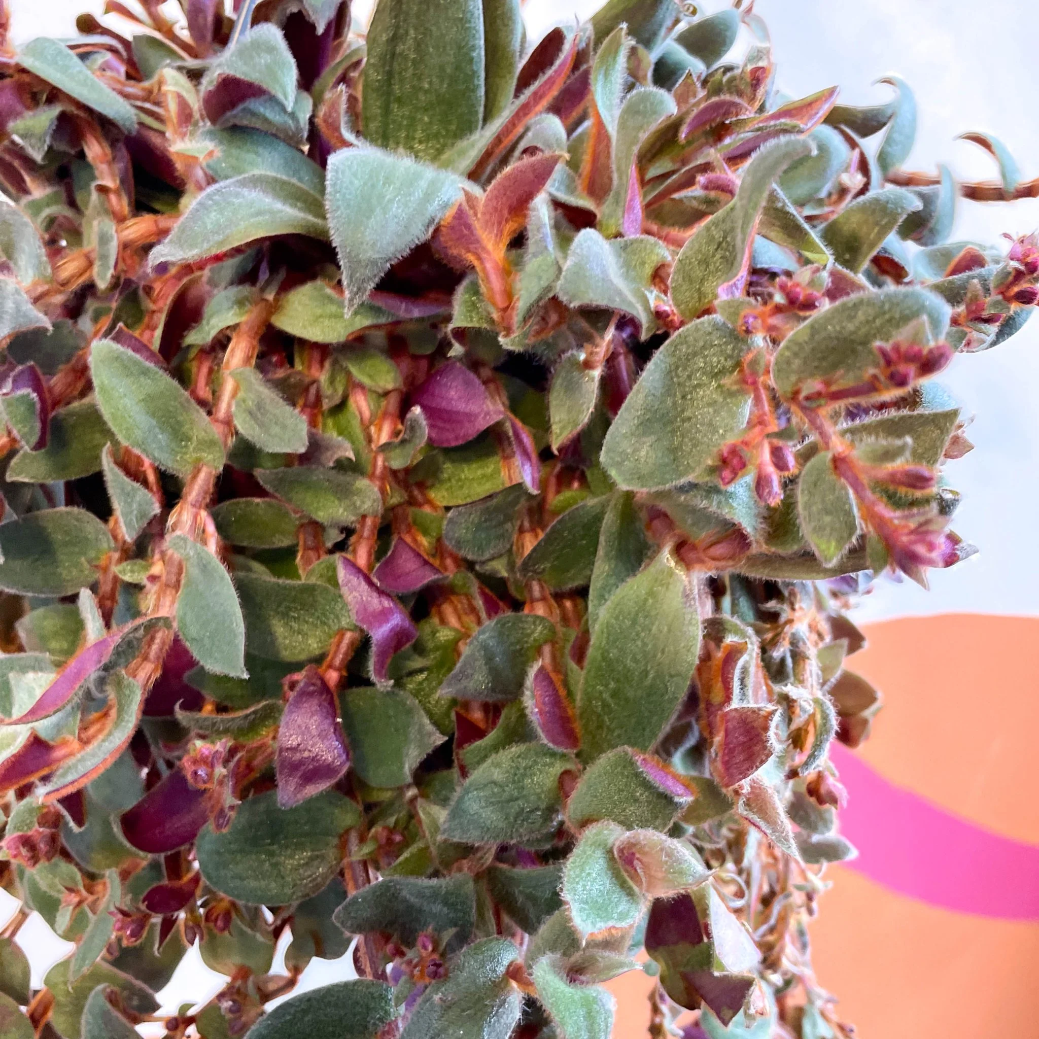 Brown Furry Inch Plant - Tradescantia sillamontana 'Brown Hill' - Image 5