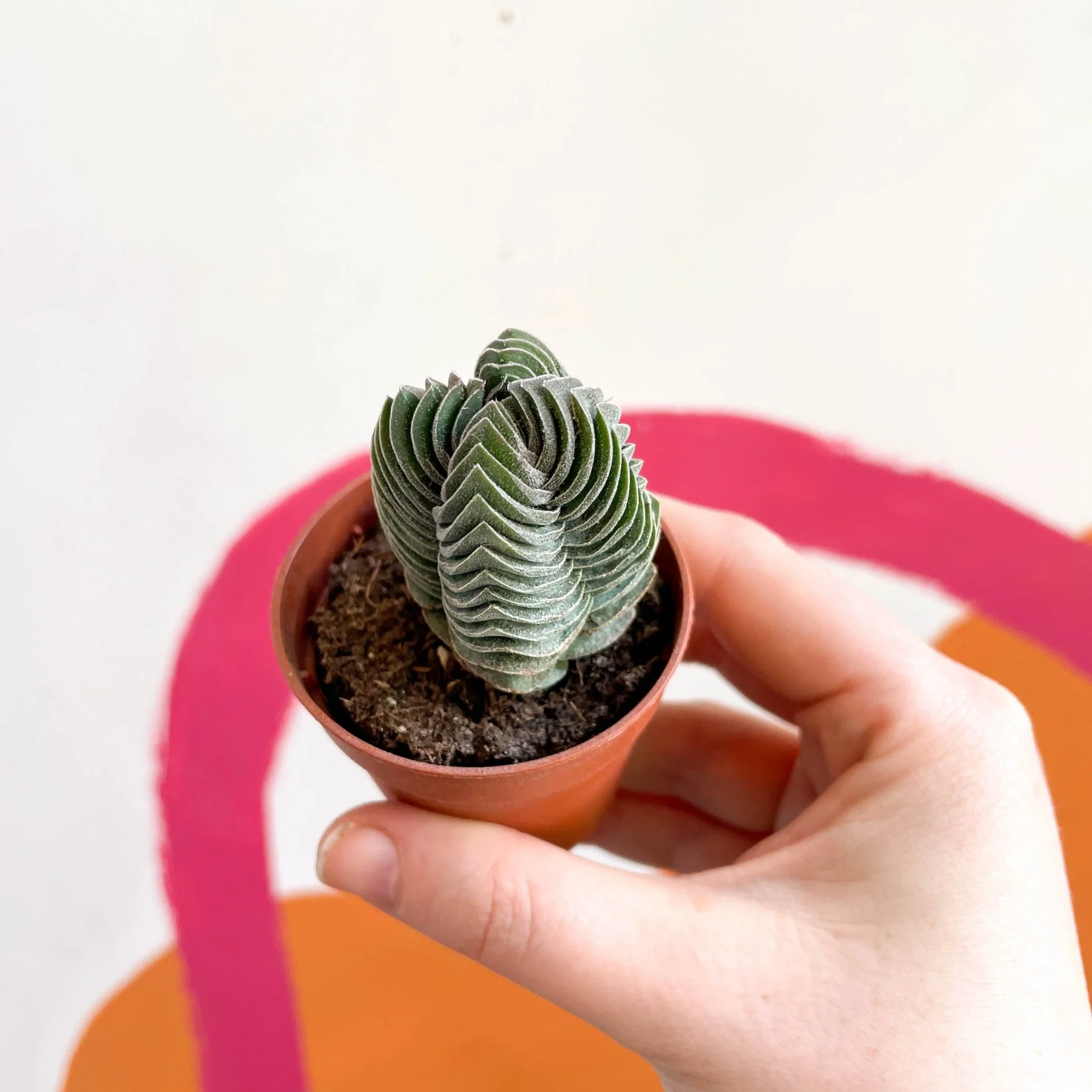 Crassula pyramidalis ‘Compacta’ – Buddha’s Temple