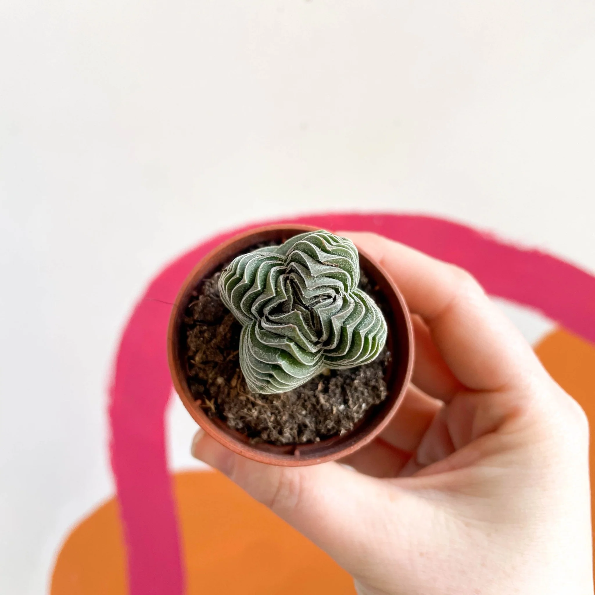 Crassula pyramidalis ‘Compacta’ – Buddha’s Temple - Image 10