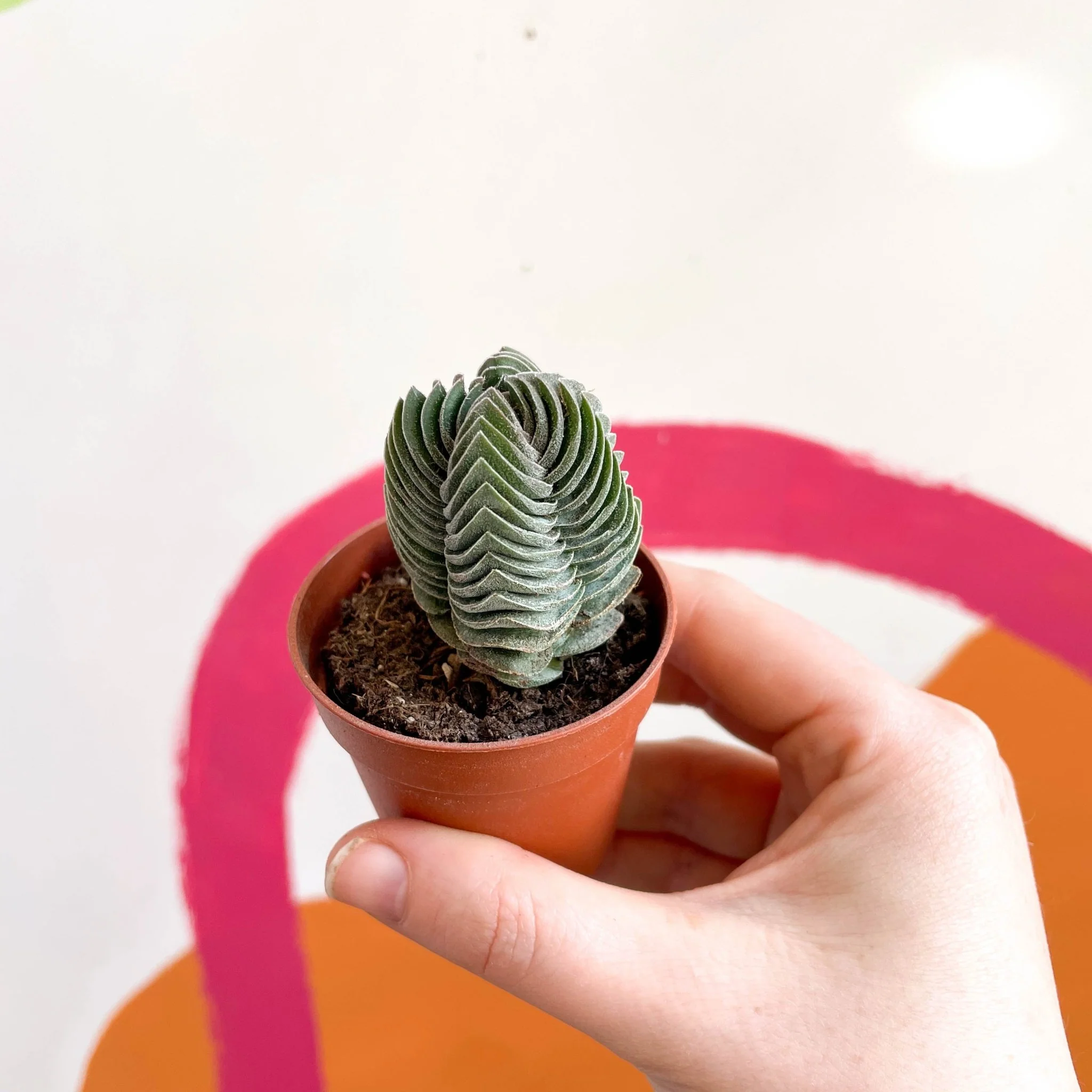 Crassula pyramidalis ‘Compacta’ – Buddha’s Temple - Image 11