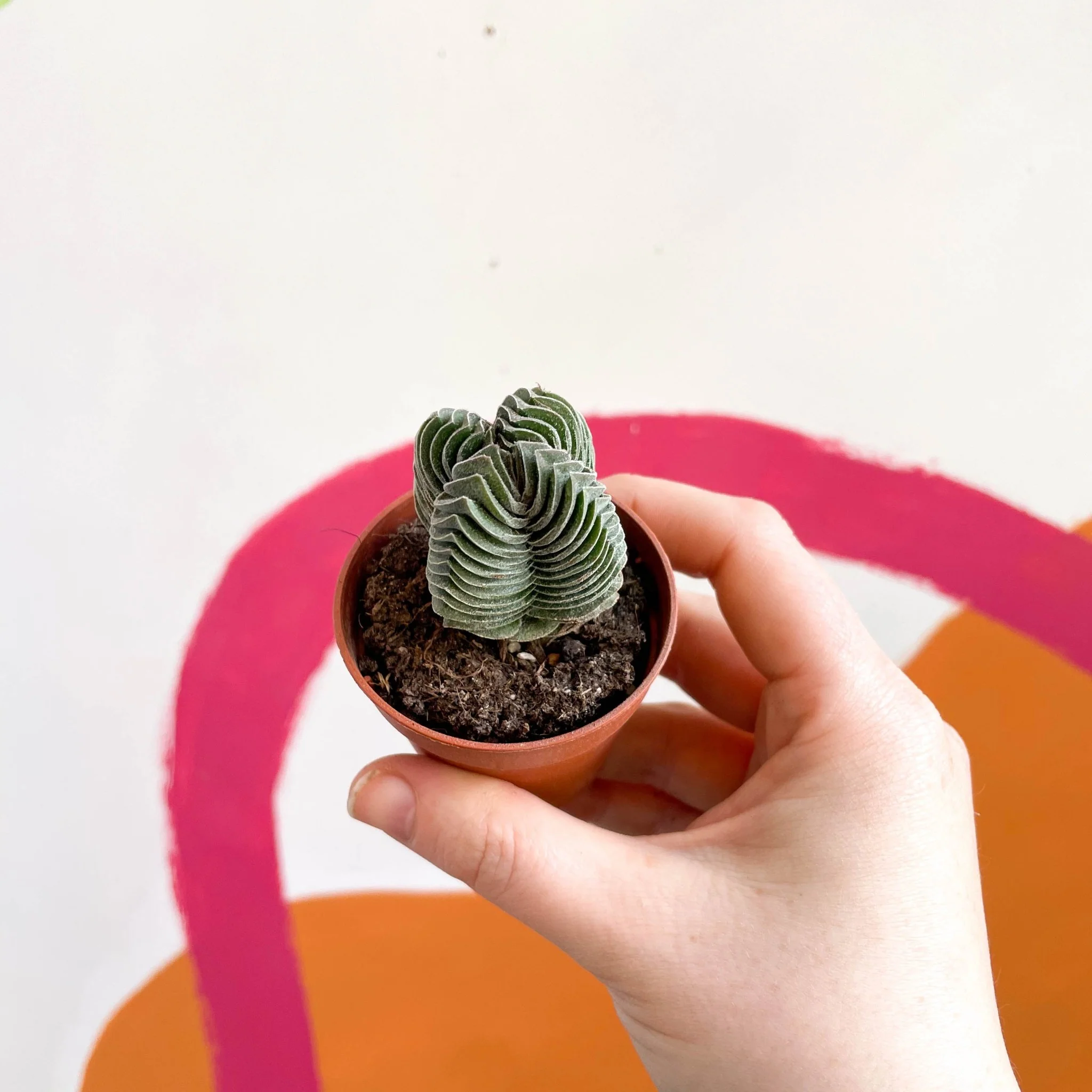 Crassula pyramidalis ‘Compacta’ – Buddha’s Temple - Image 12