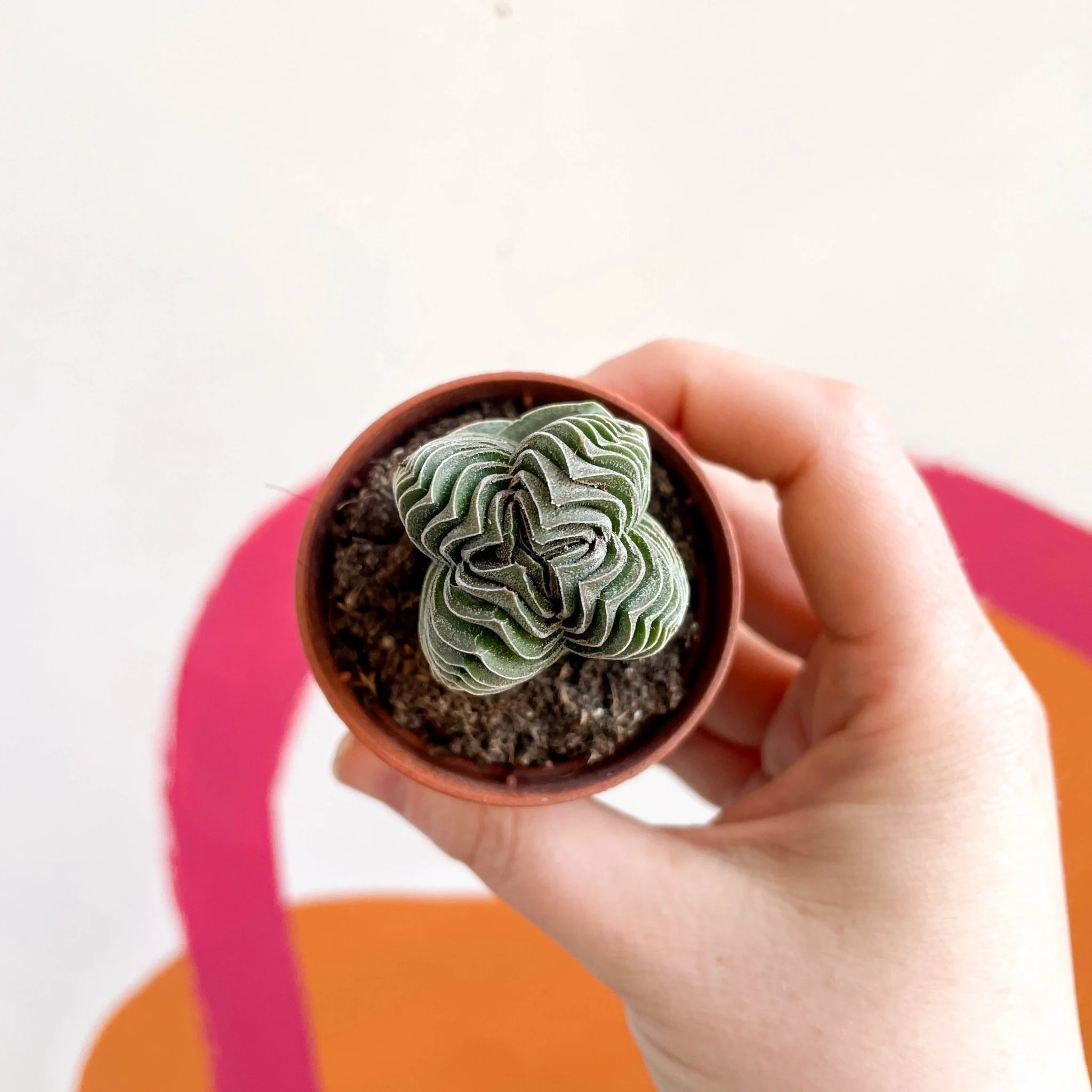 Crassula pyramidalis ‘Compacta’ – Buddha’s Temple - Image 2