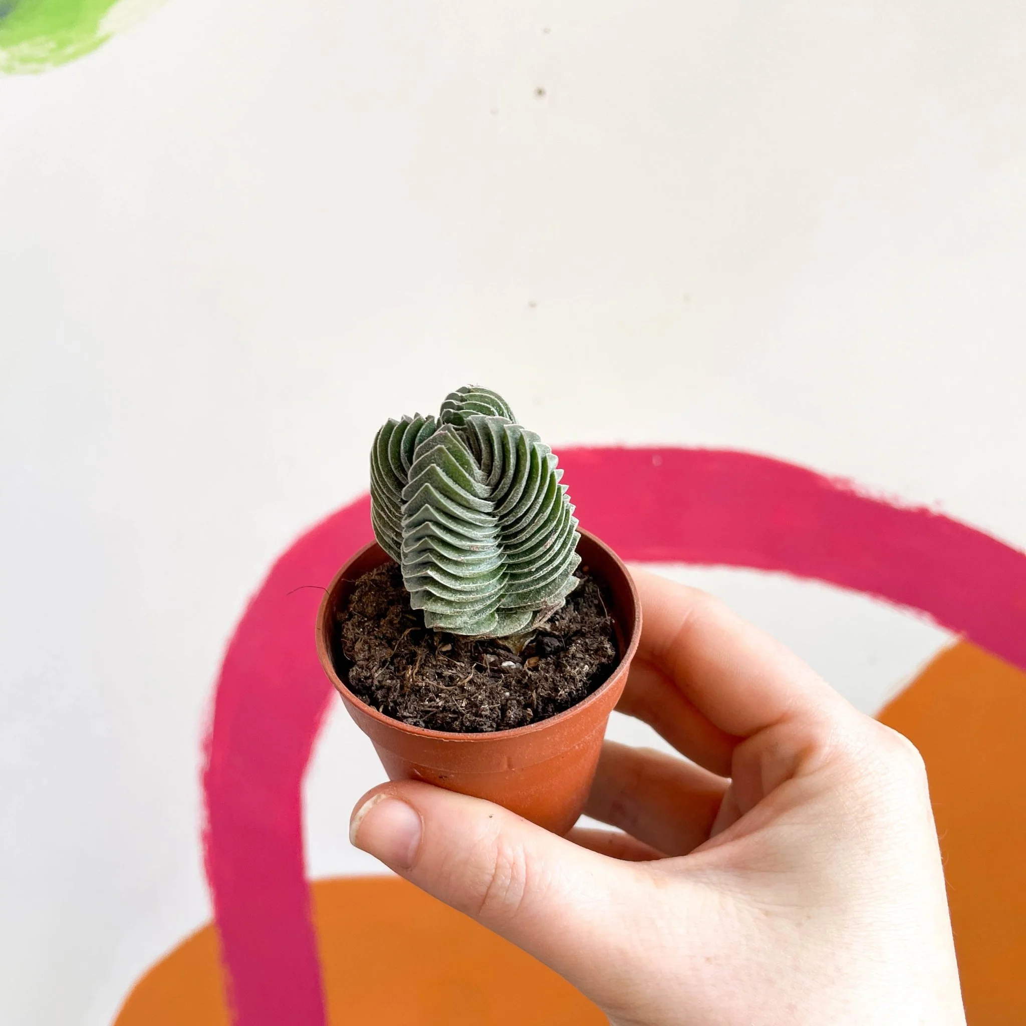 Crassula pyramidalis ‘Compacta’ – Buddha’s Temple - Image 3