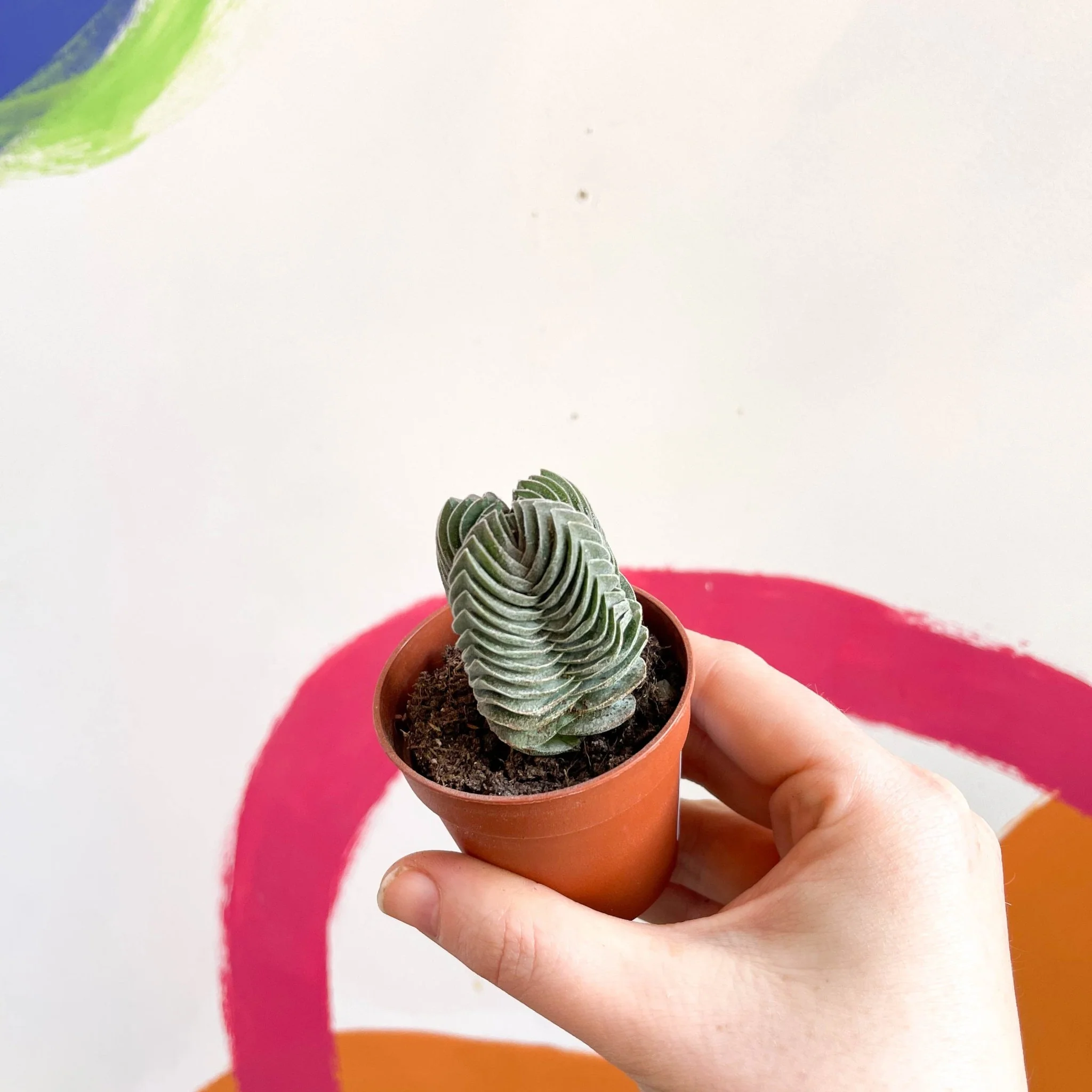 Crassula pyramidalis ‘Compacta’ – Buddha’s Temple - Image 4