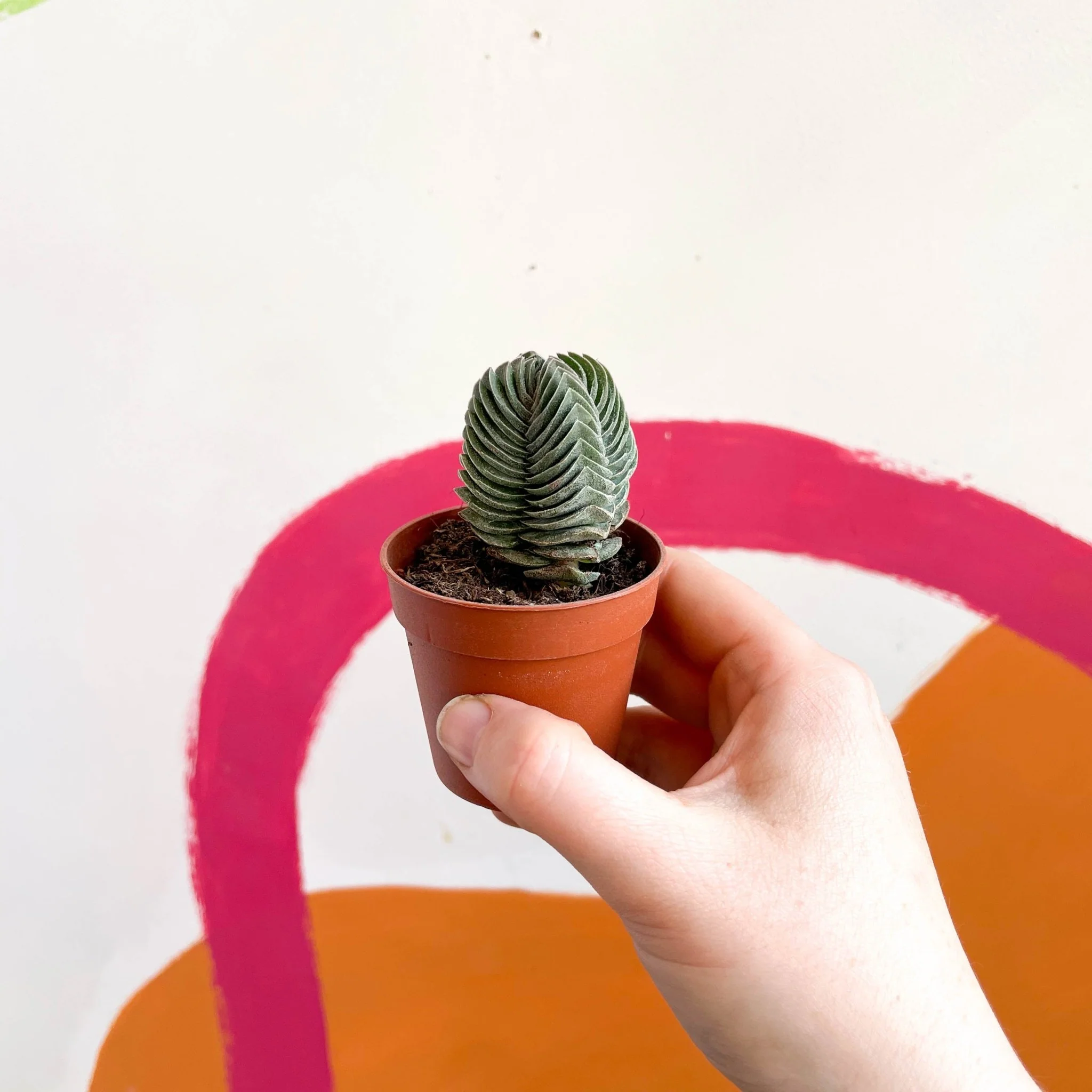 Crassula pyramidalis ‘Compacta’ – Buddha’s Temple - Image 5