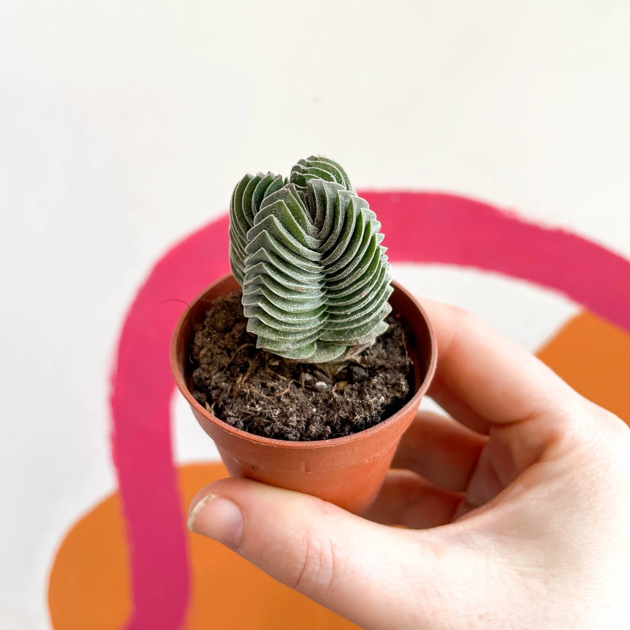 Crassula pyramidalis ‘Compacta’ – Buddha’s Temple - Image 6
