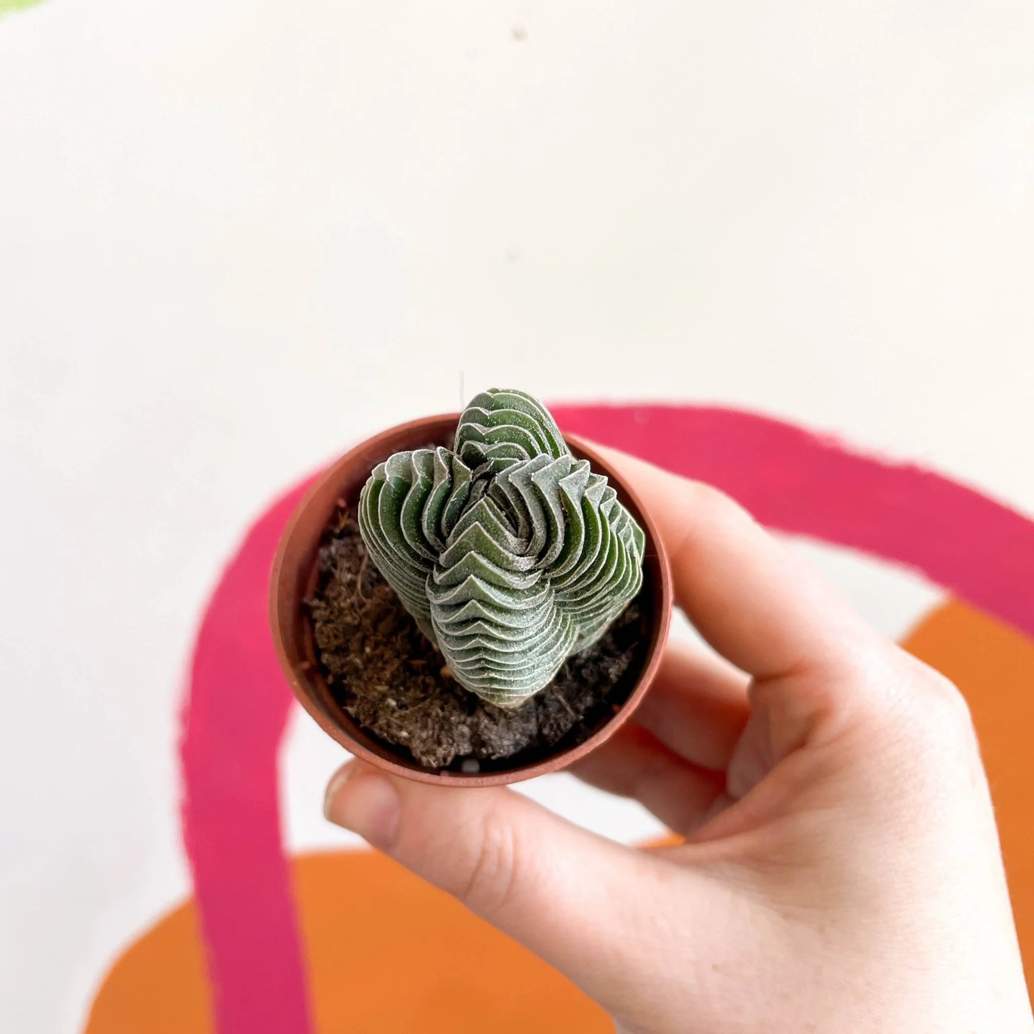 Crassula pyramidalis ‘Compacta’ – Buddha’s Temple - Image 7