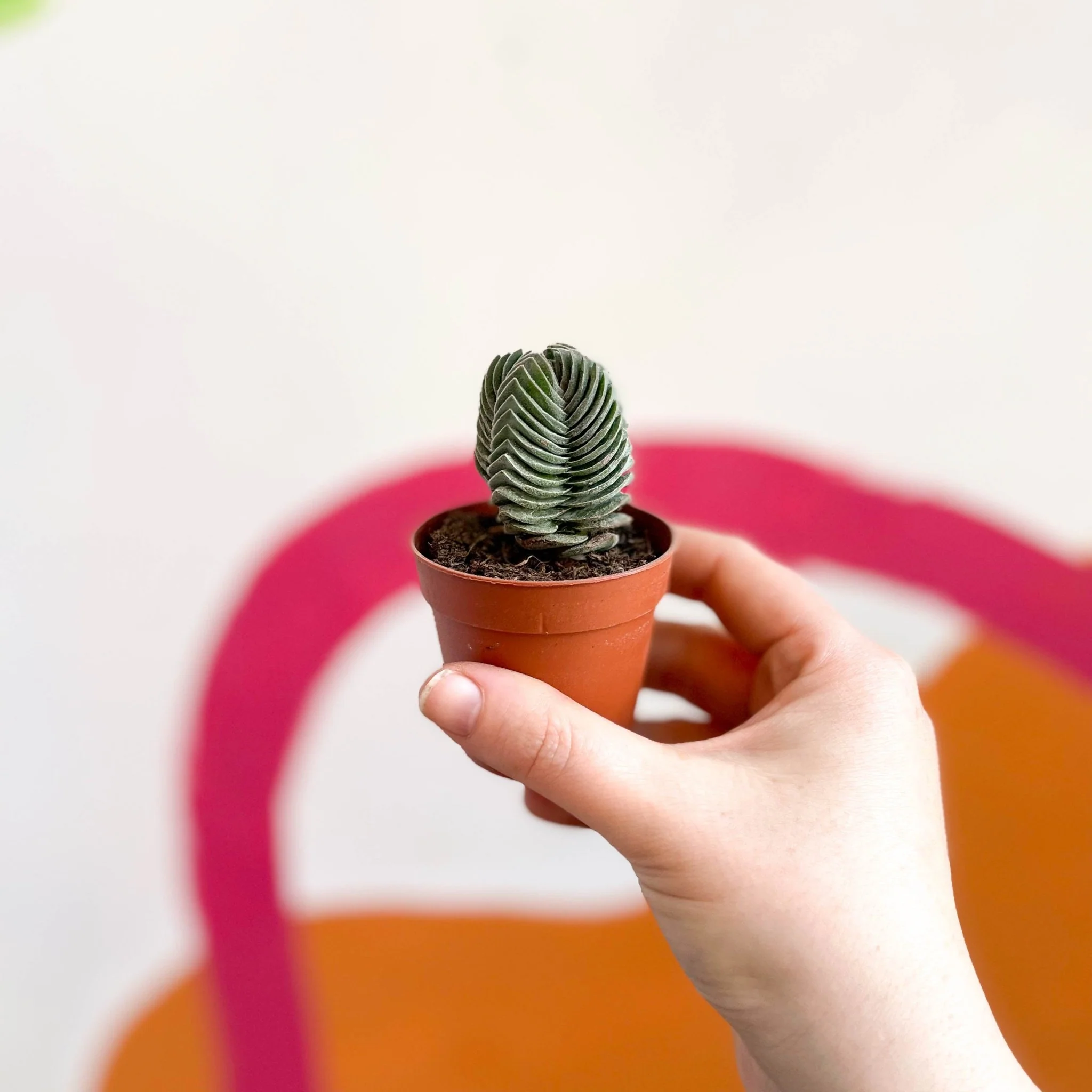 Crassula pyramidalis ‘Compacta’ – Buddha’s Temple - Image 8