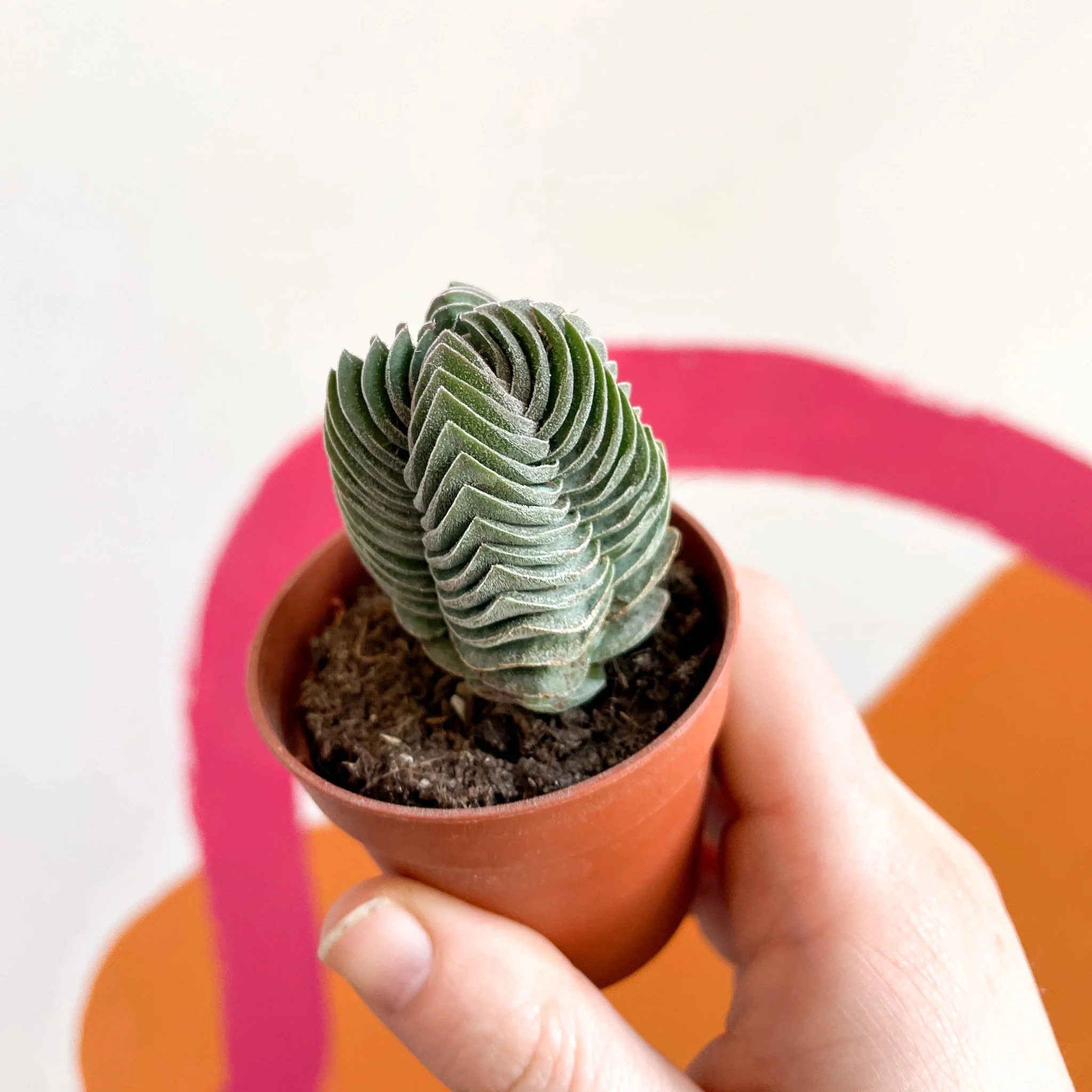 Crassula pyramidalis ‘Compacta’ – Buddha’s Temple - Image 9
