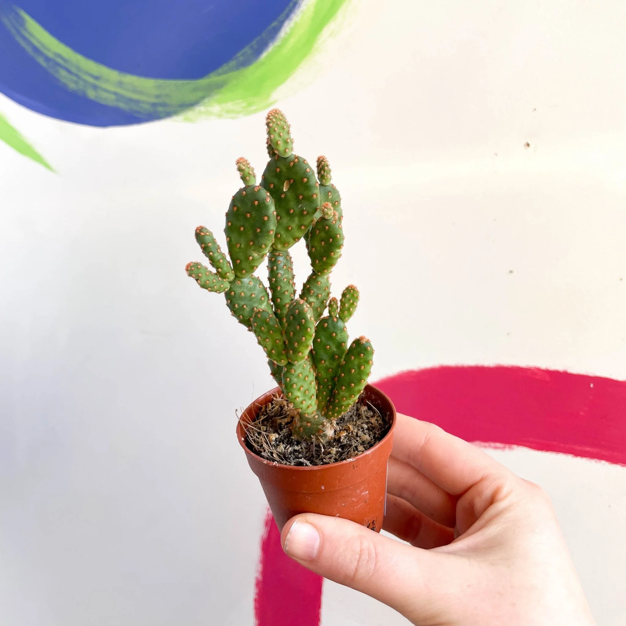 Bunny Ears Cactus - Opuntia microdasys rufida minor - Image 4