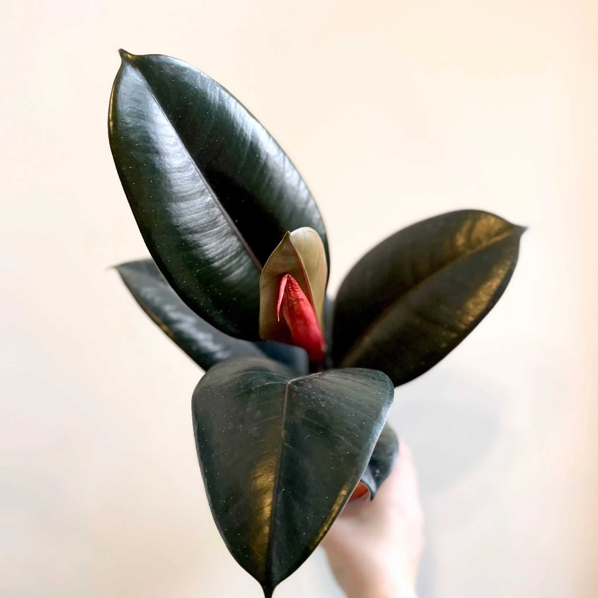 Ficus elastica 'Abidjan' - Burgundy Rubber Plant
