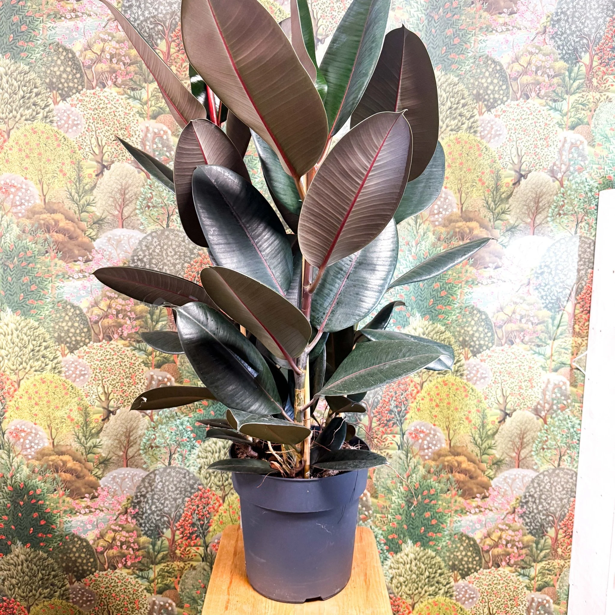 Ficus elastica 'Abidjan' - Burgundy Rubber Plant - Image 10