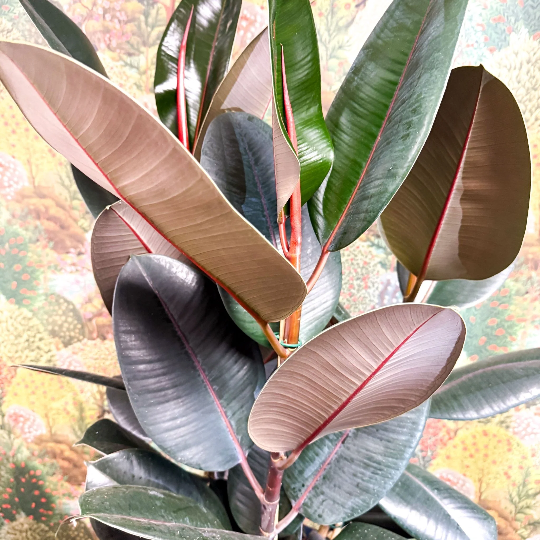 Ficus elastica 'Abidjan' - Burgundy Rubber Plant - Image 11