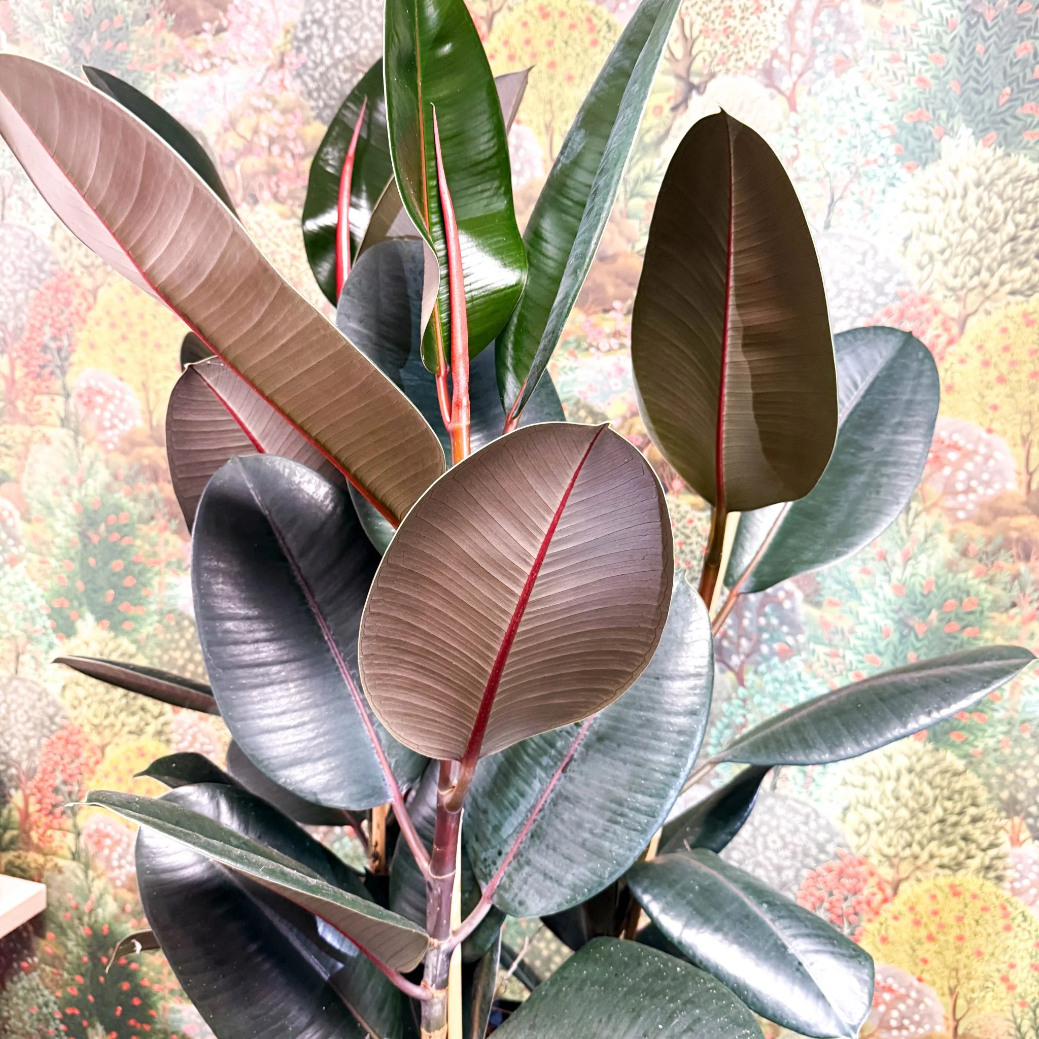 Ficus elastica 'Abidjan' - Burgundy Rubber Plant - Image 12