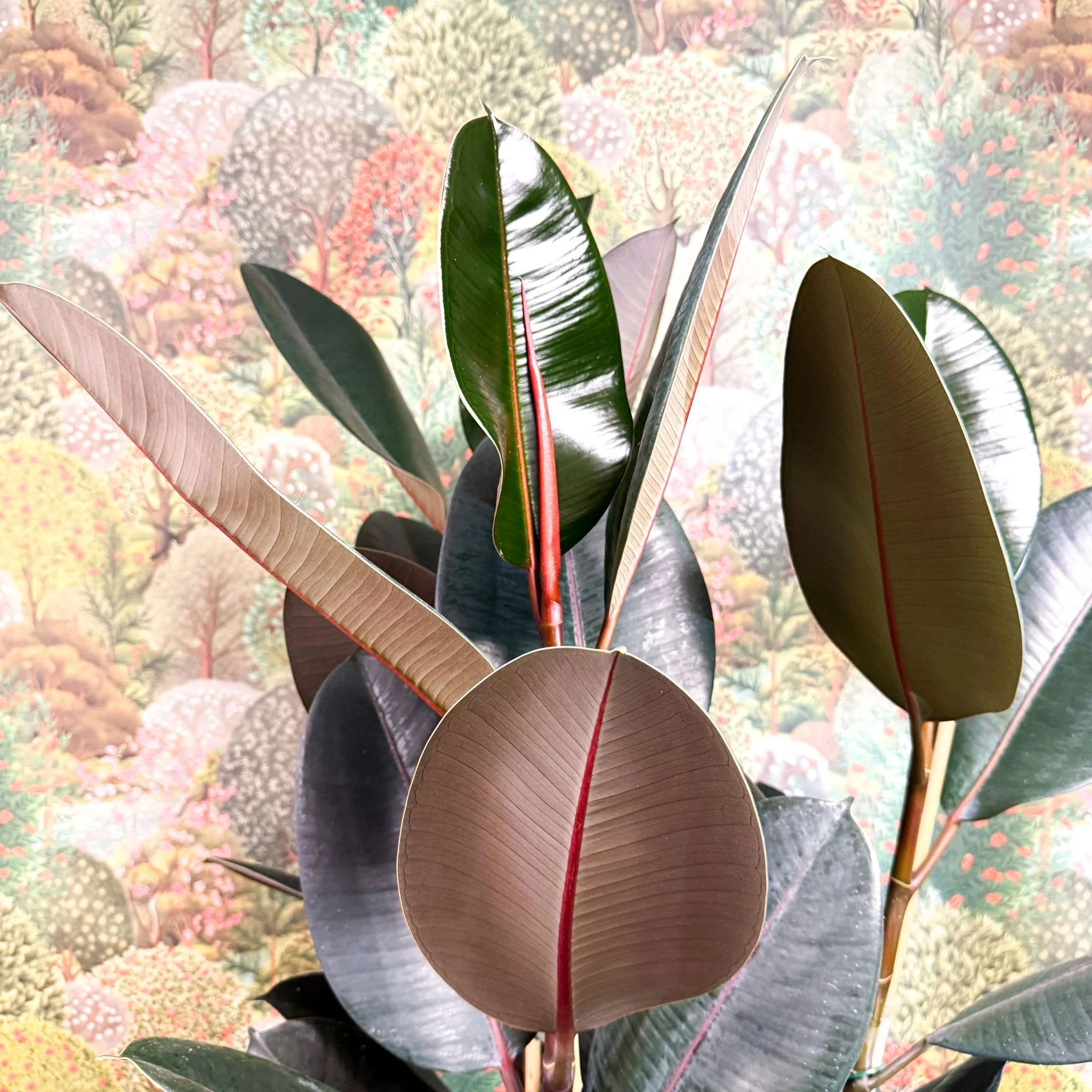 Ficus elastica 'Abidjan' - Burgundy Rubber Plant - Image 13