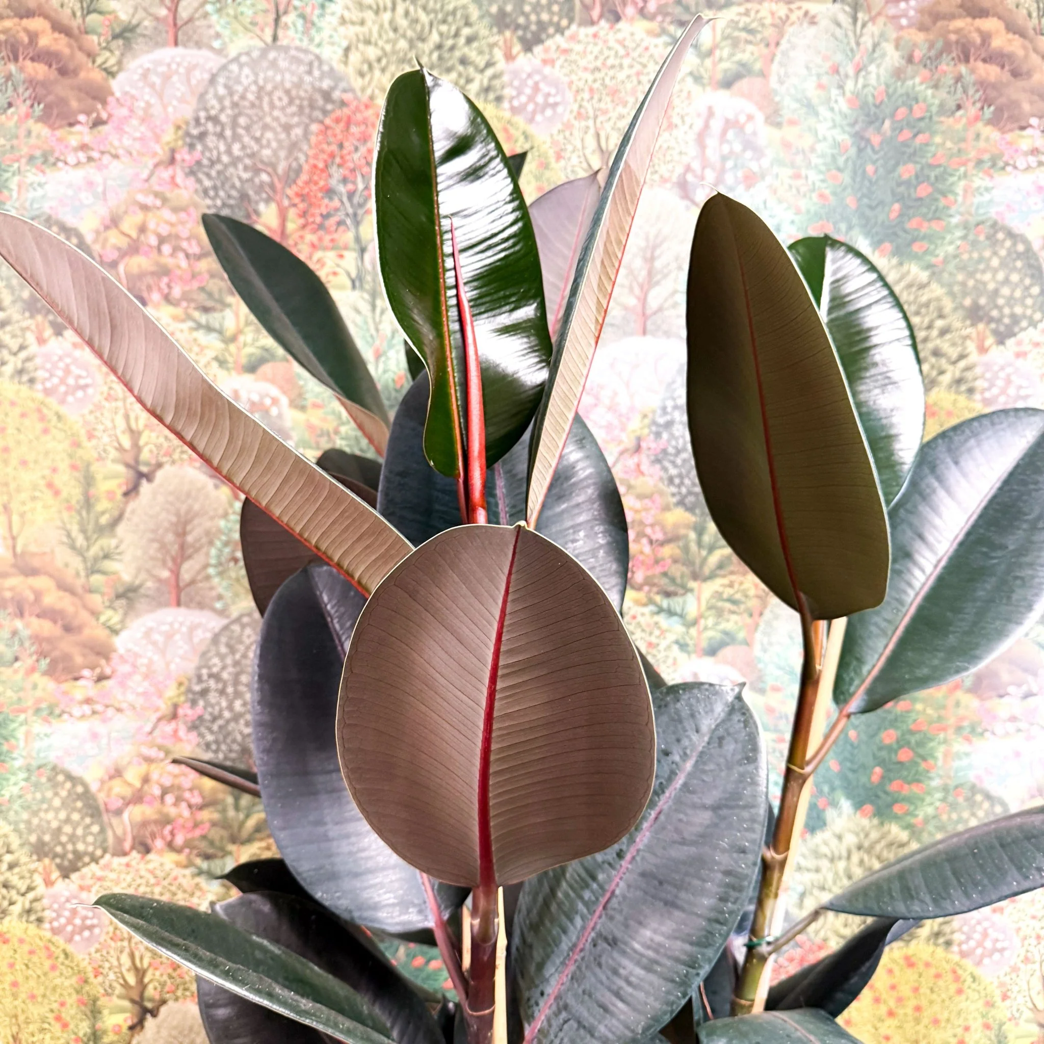 Ficus elastica 'Abidjan' - Burgundy Rubber Plant - Image 14