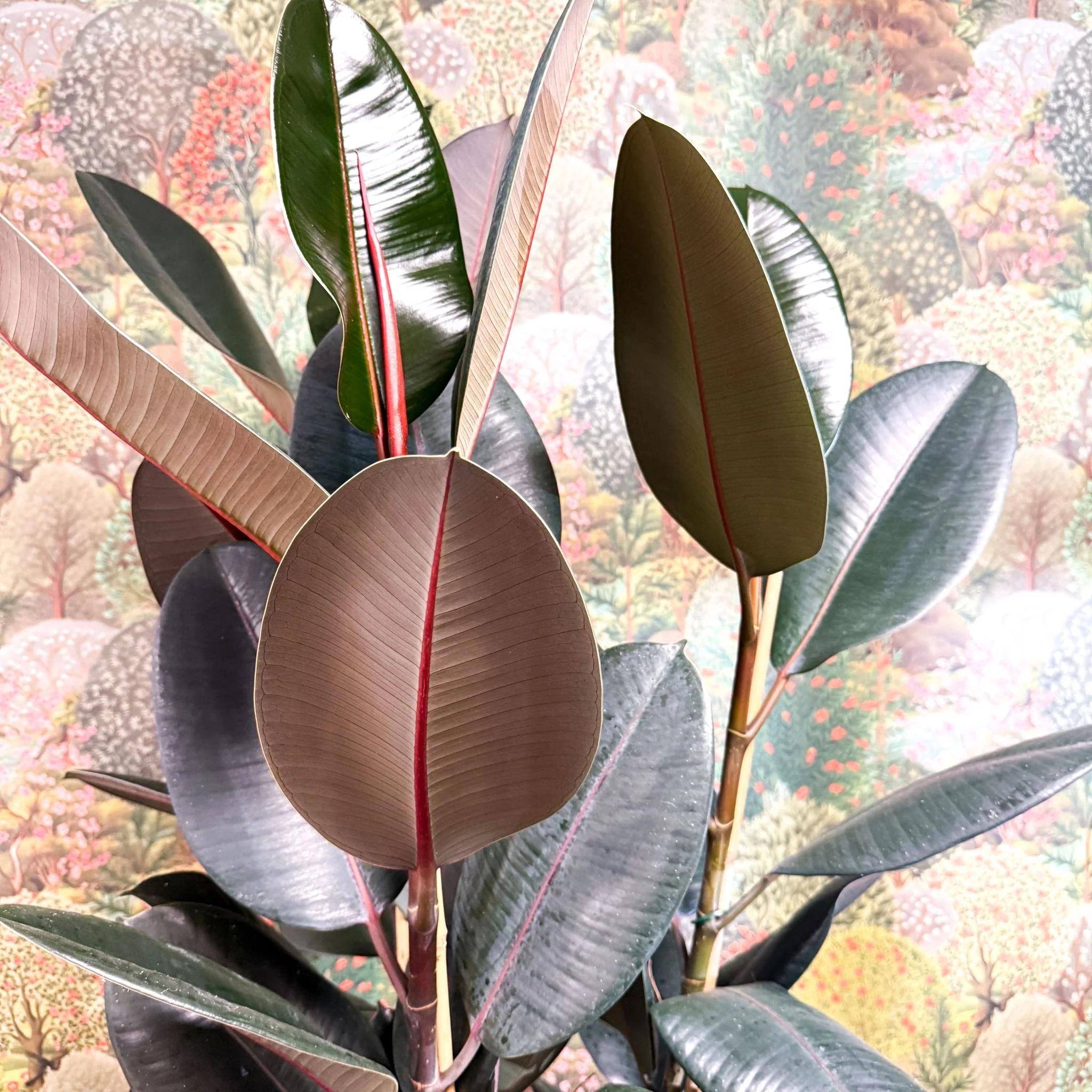 Ficus elastica 'Abidjan' - Burgundy Rubber Plant - Image 15