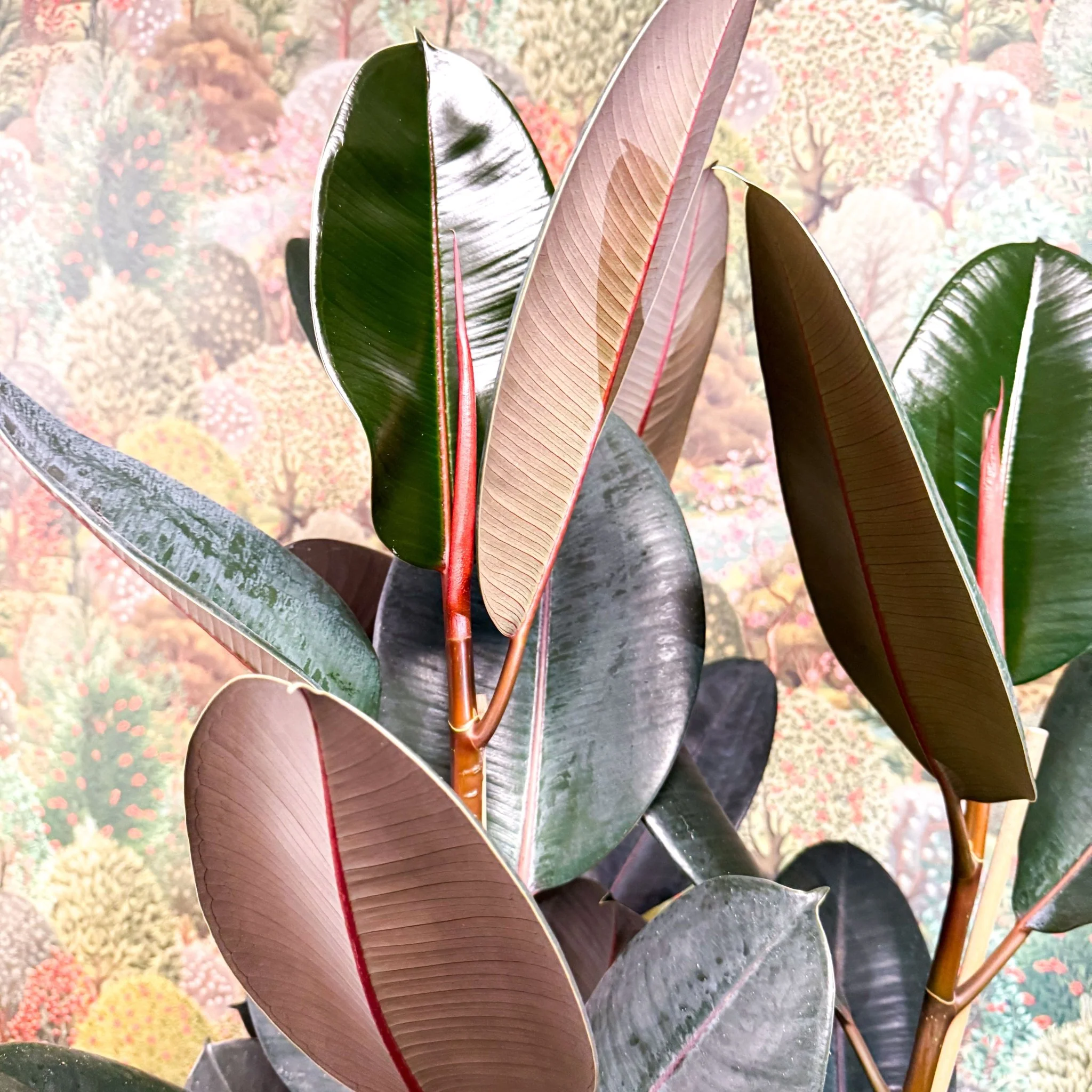 Ficus elastica 'Abidjan' - Burgundy Rubber Plant - Image 16