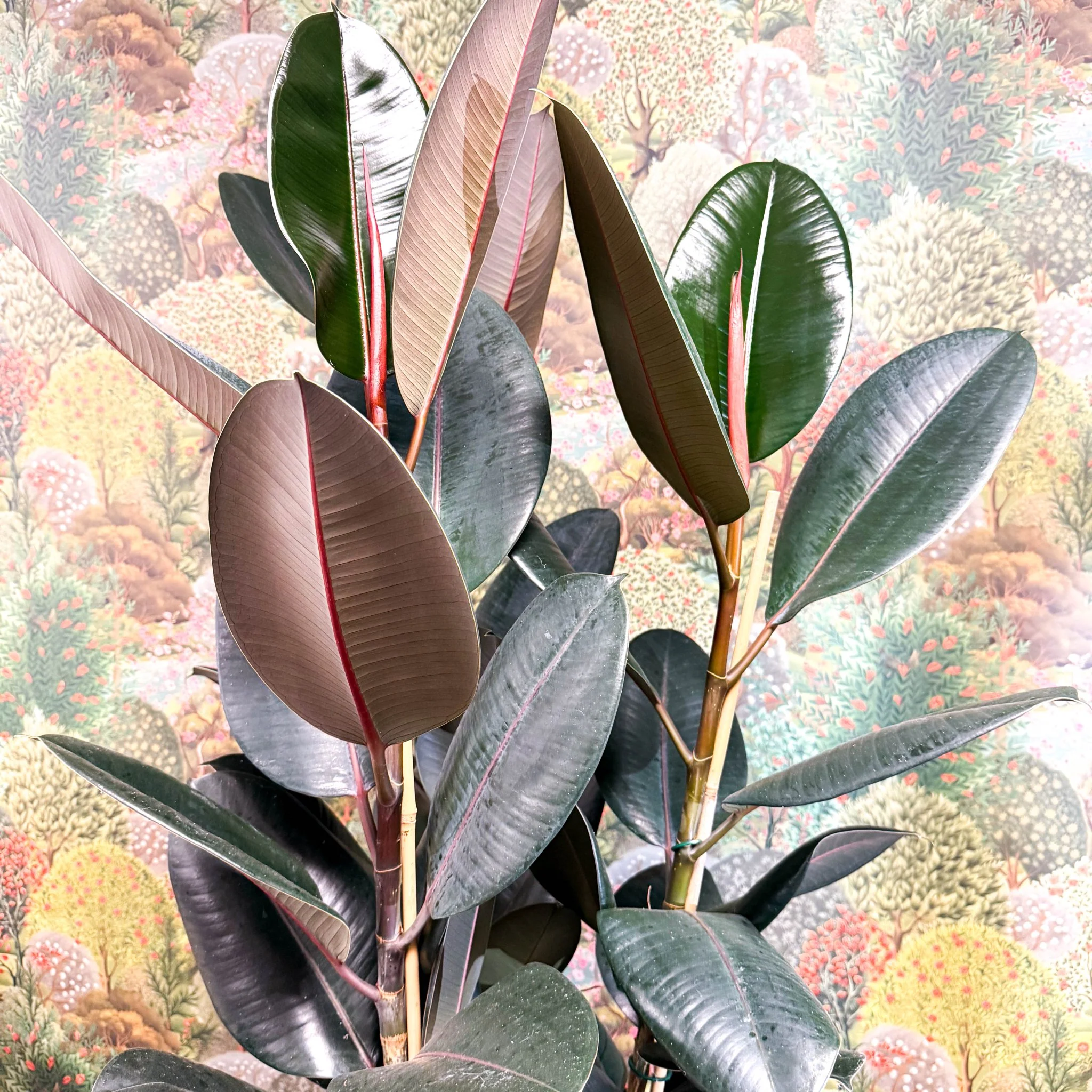 Ficus elastica 'Abidjan' - Burgundy Rubber Plant - Image 17