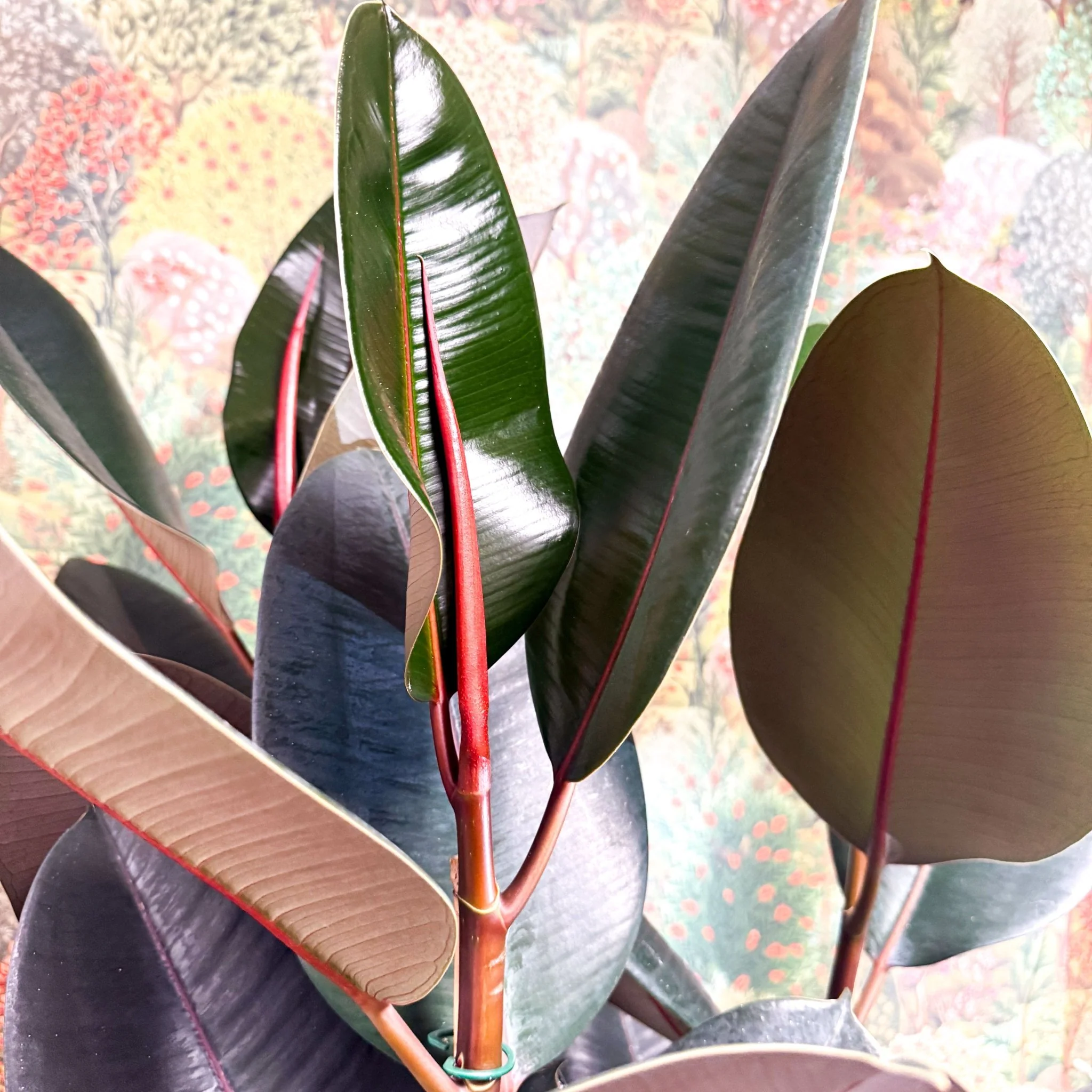 Ficus elastica 'Abidjan' - Burgundy Rubber Plant - Image 18