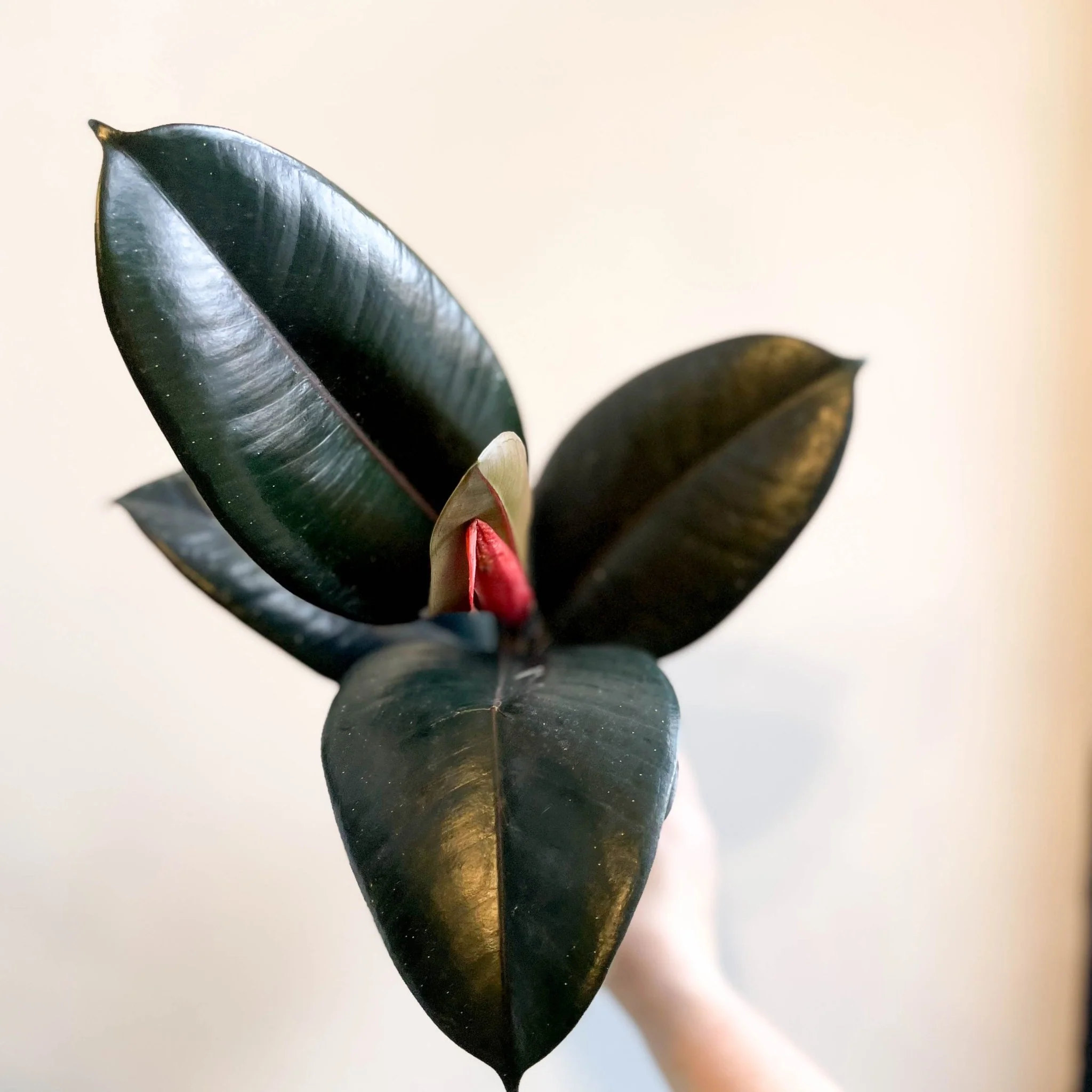 Ficus elastica 'Abidjan' - Burgundy Rubber Plant - Image 2