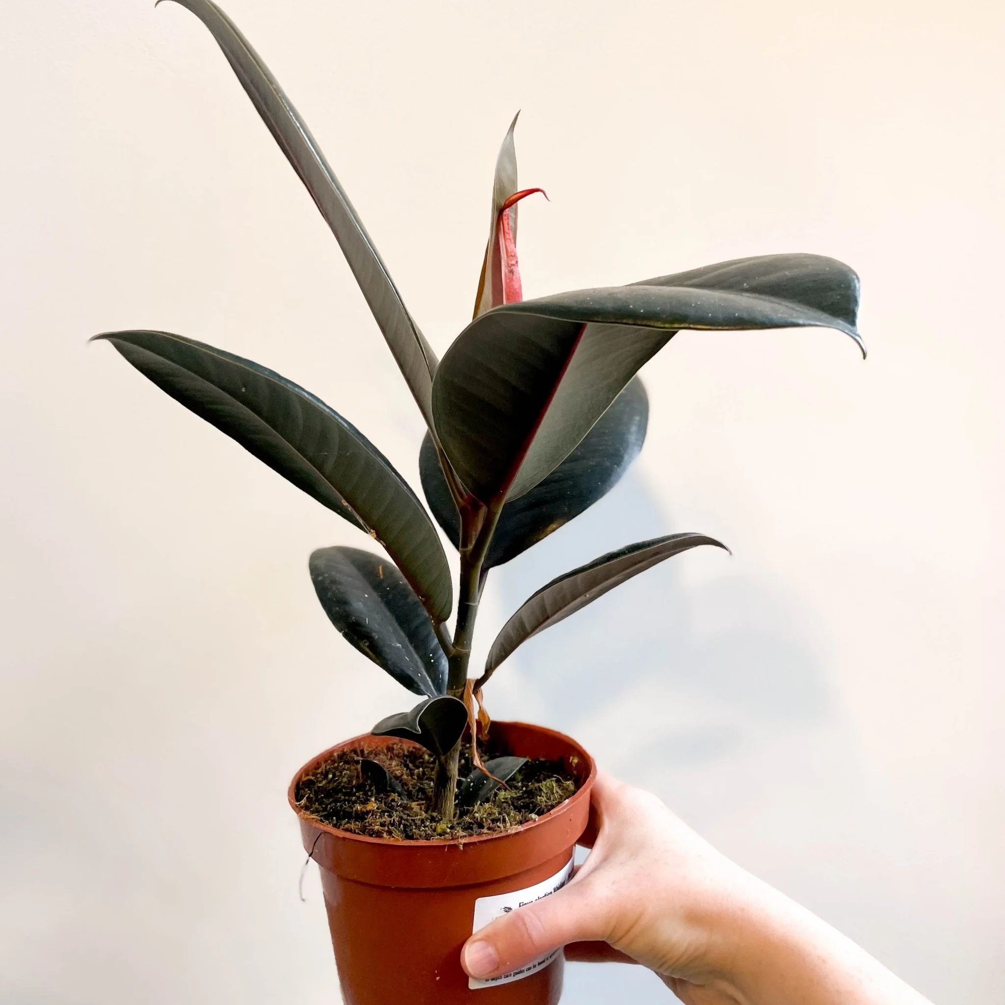 Ficus elastica 'Abidjan' - Burgundy Rubber Plant - Image 3