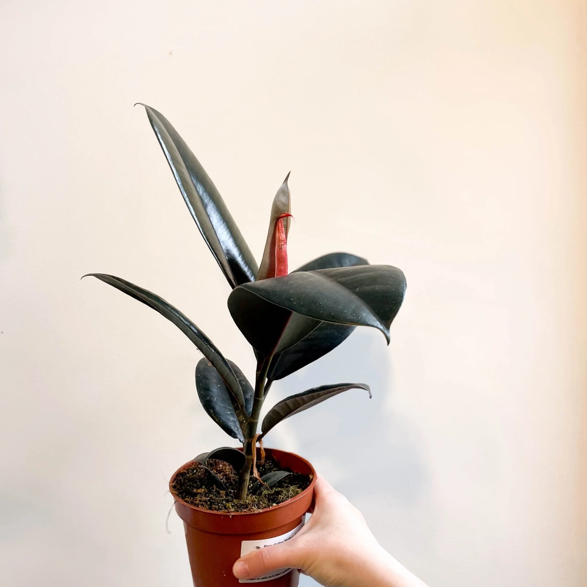 Ficus elastica 'Abidjan' - Burgundy Rubber Plant - Image 4