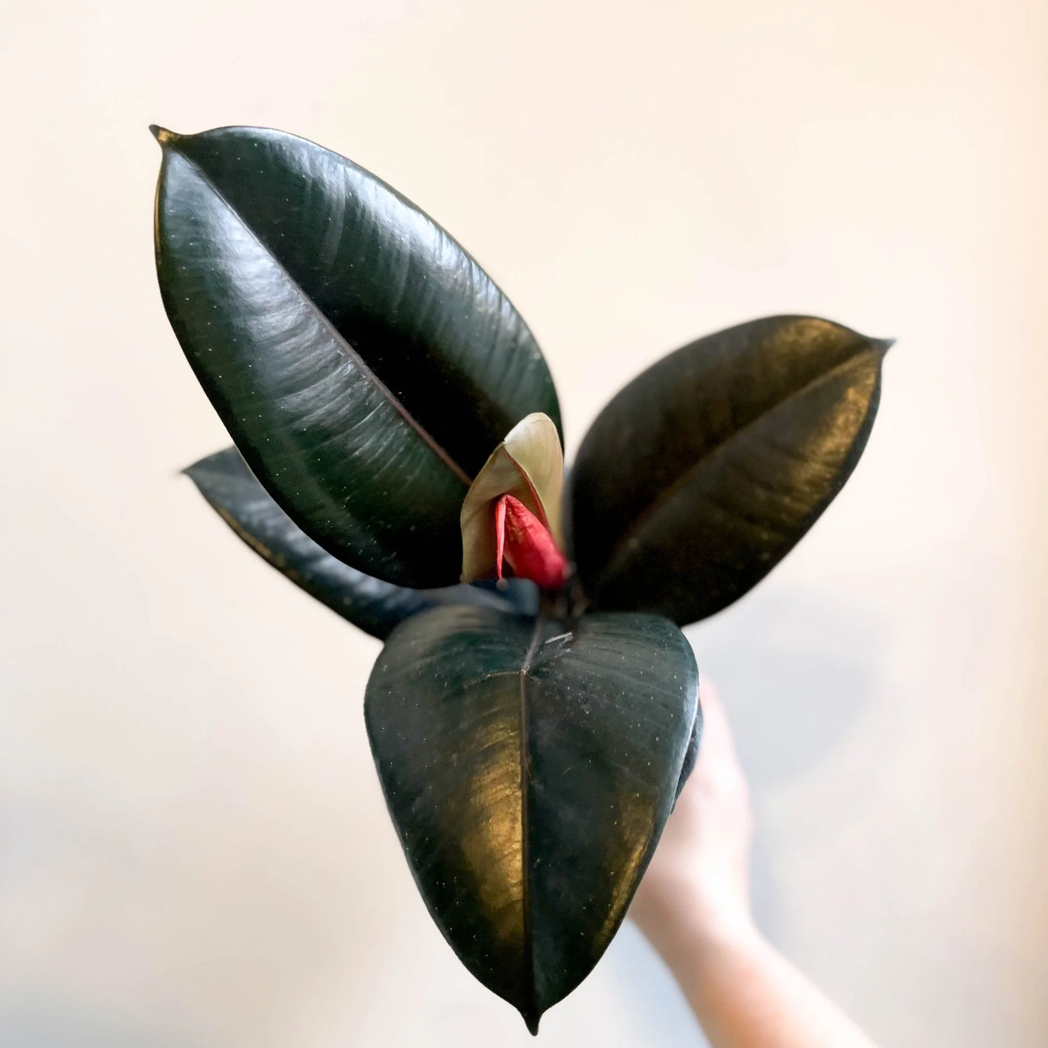 Ficus elastica 'Abidjan' - Burgundy Rubber Plant - Image 5
