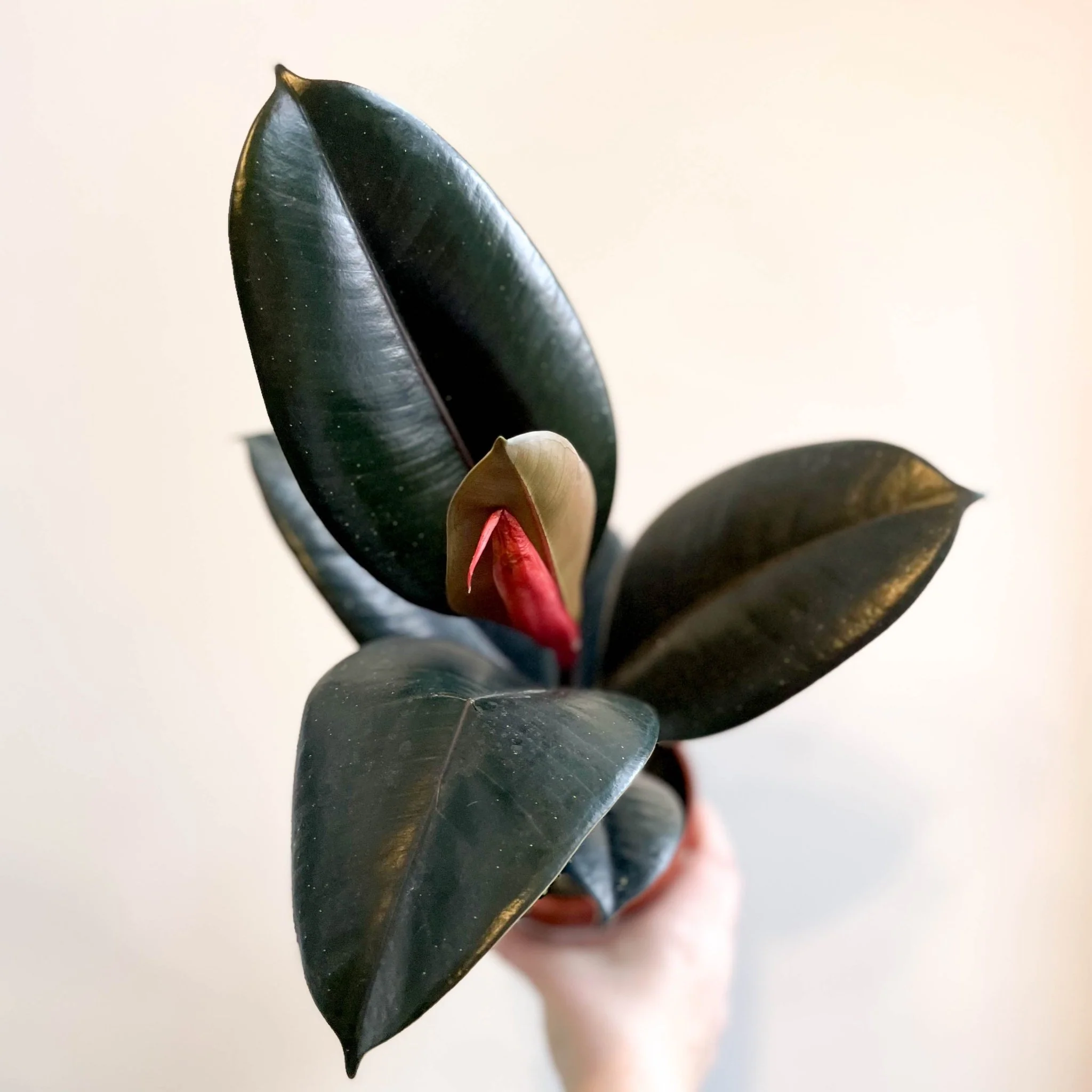 Ficus elastica 'Abidjan' - Burgundy Rubber Plant - Image 6