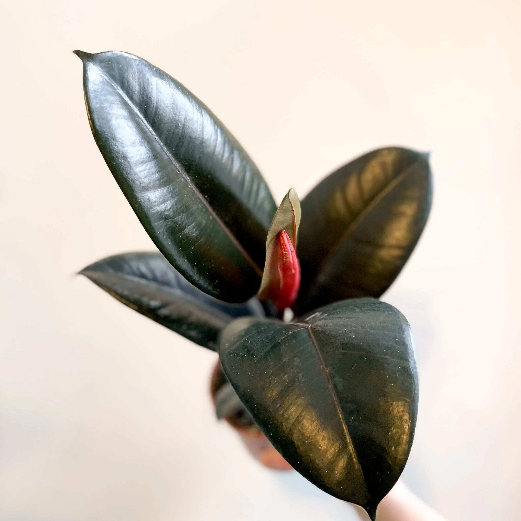 Ficus elastica 'Abidjan' - Burgundy Rubber Plant - Image 7