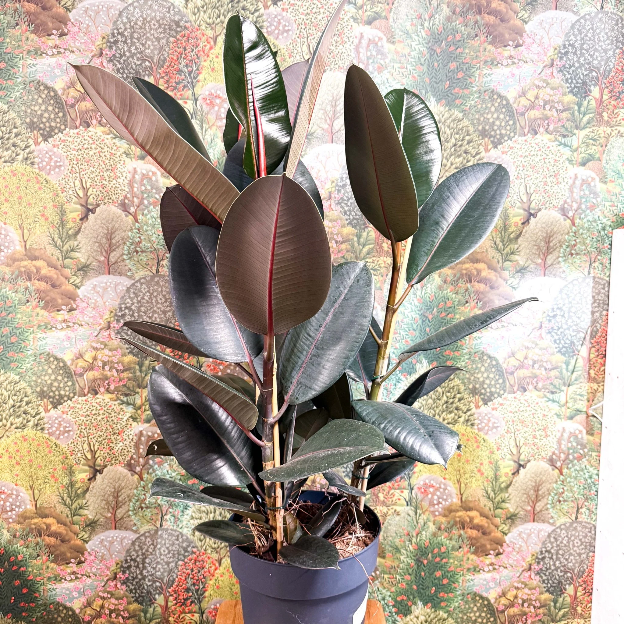 Ficus elastica 'Abidjan' - Burgundy Rubber Plant - Image 8