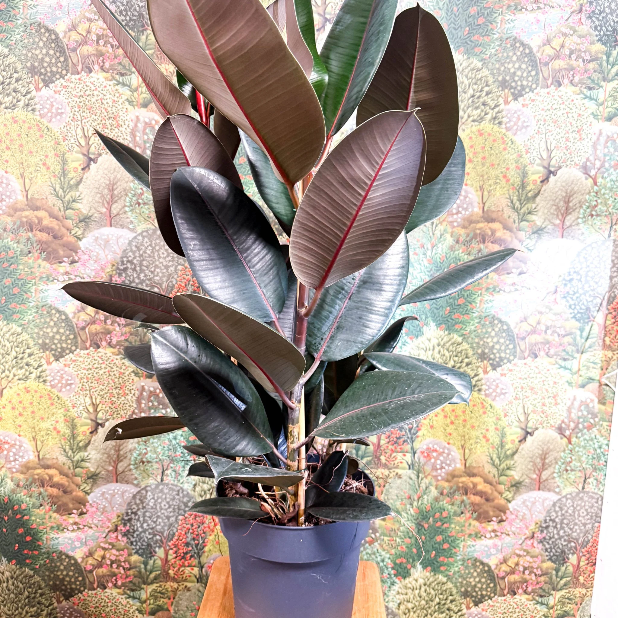 Ficus elastica 'Abidjan' - Burgundy Rubber Plant - Image 9