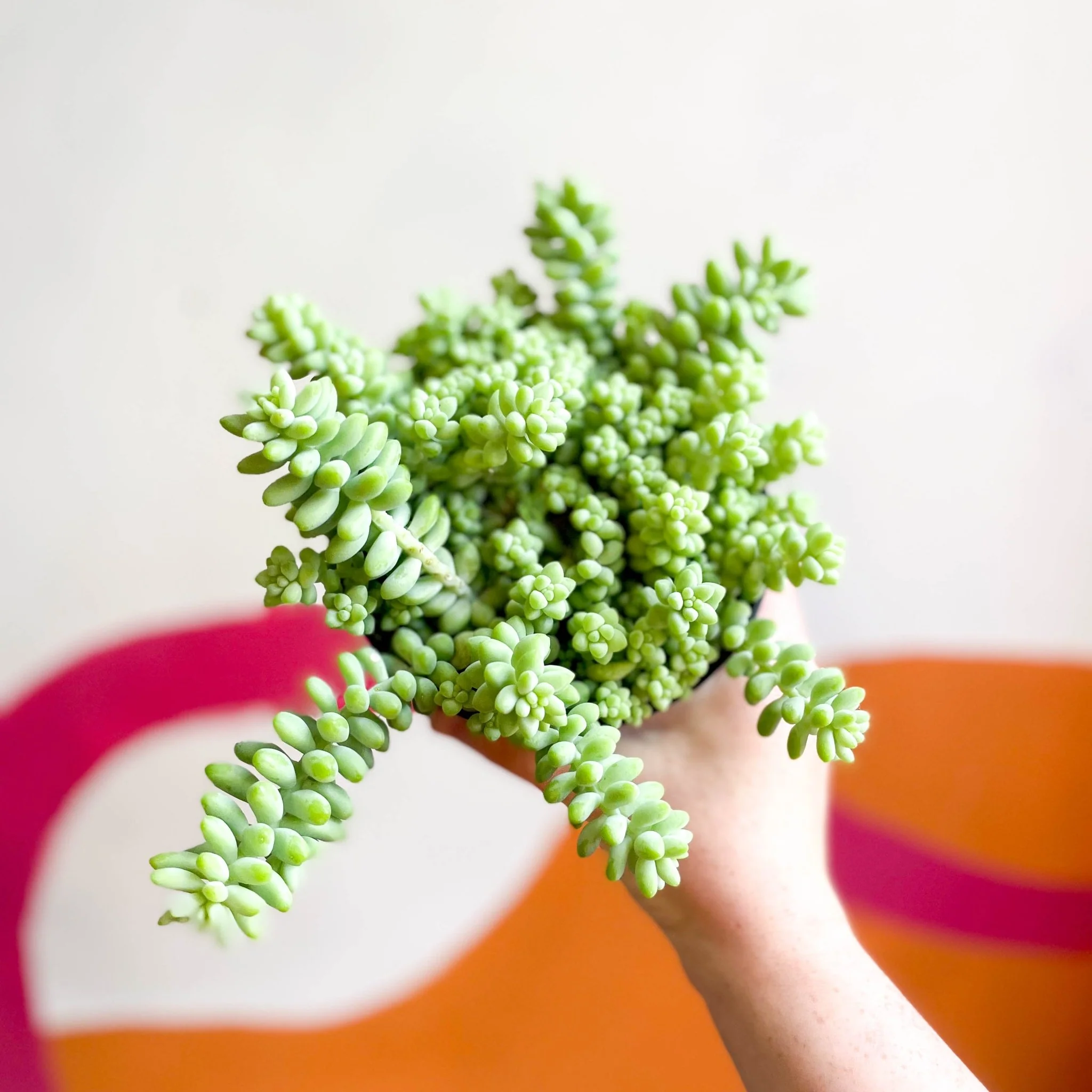 Sedum morganianum ‘Burrito’ - Burro's Tail - Image 3