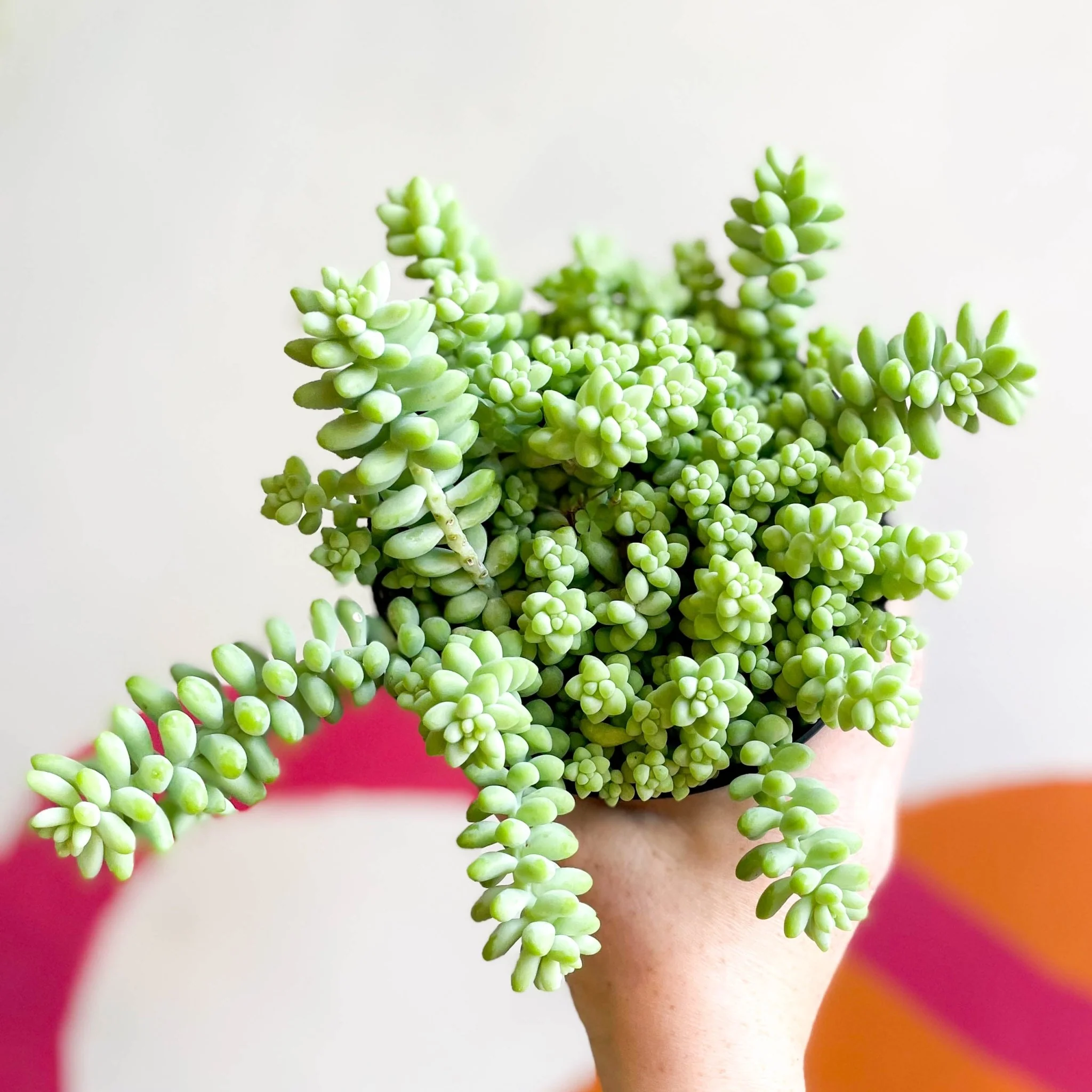 Sedum morganianum ‘Burrito’ - Burro's Tail - Image 5