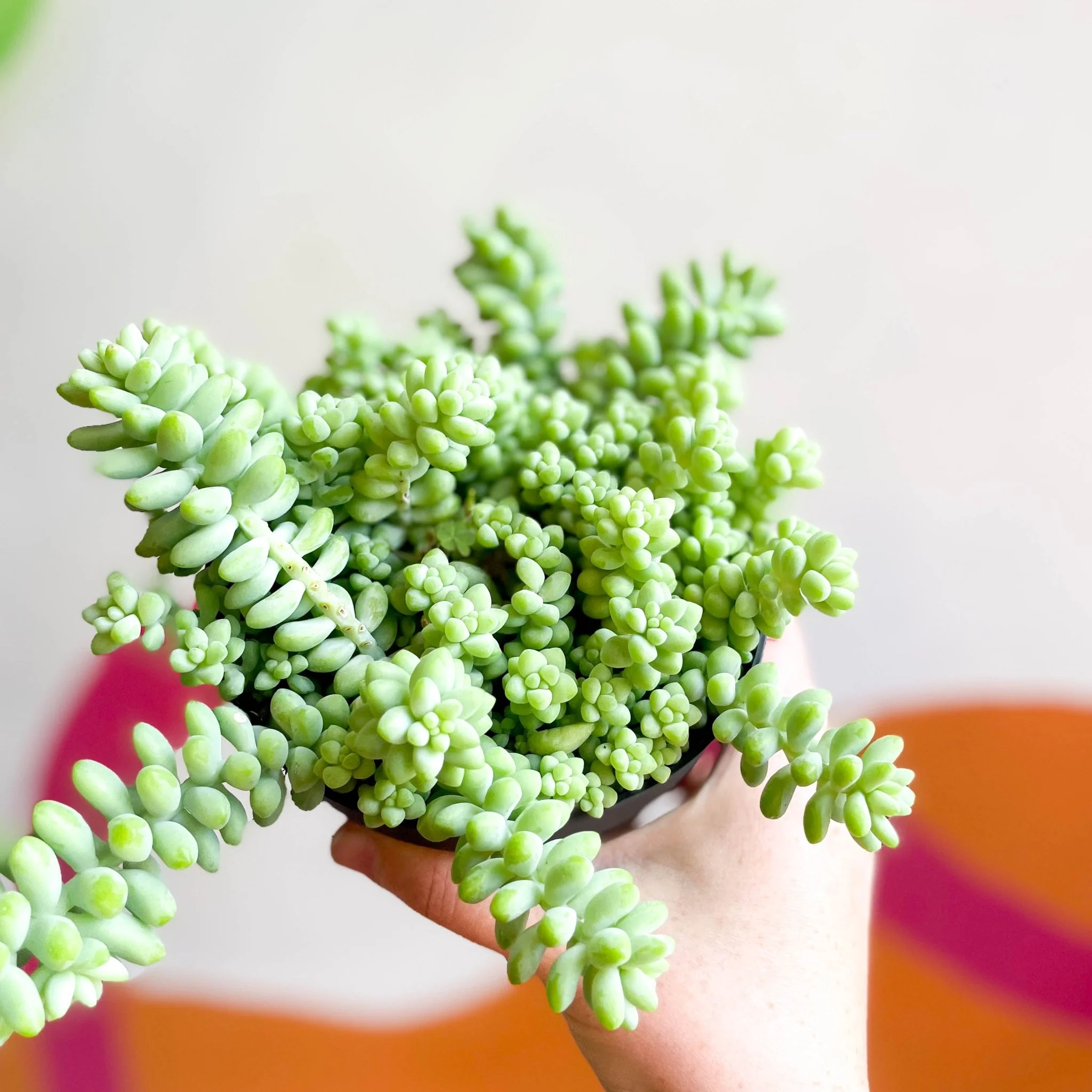 Sedum morganianum ‘Burrito’ - Burro's Tail - Image 8