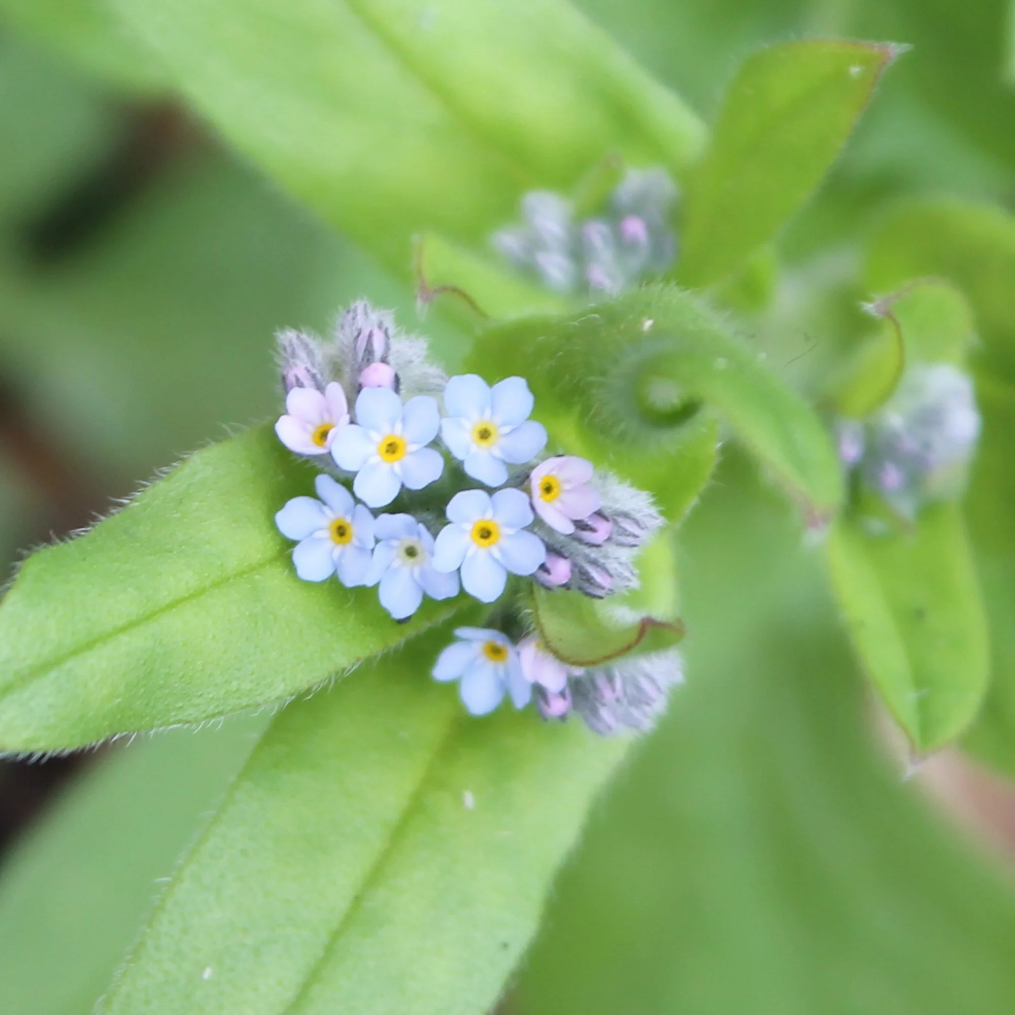 Butterfly Mix Seedball - Image 3