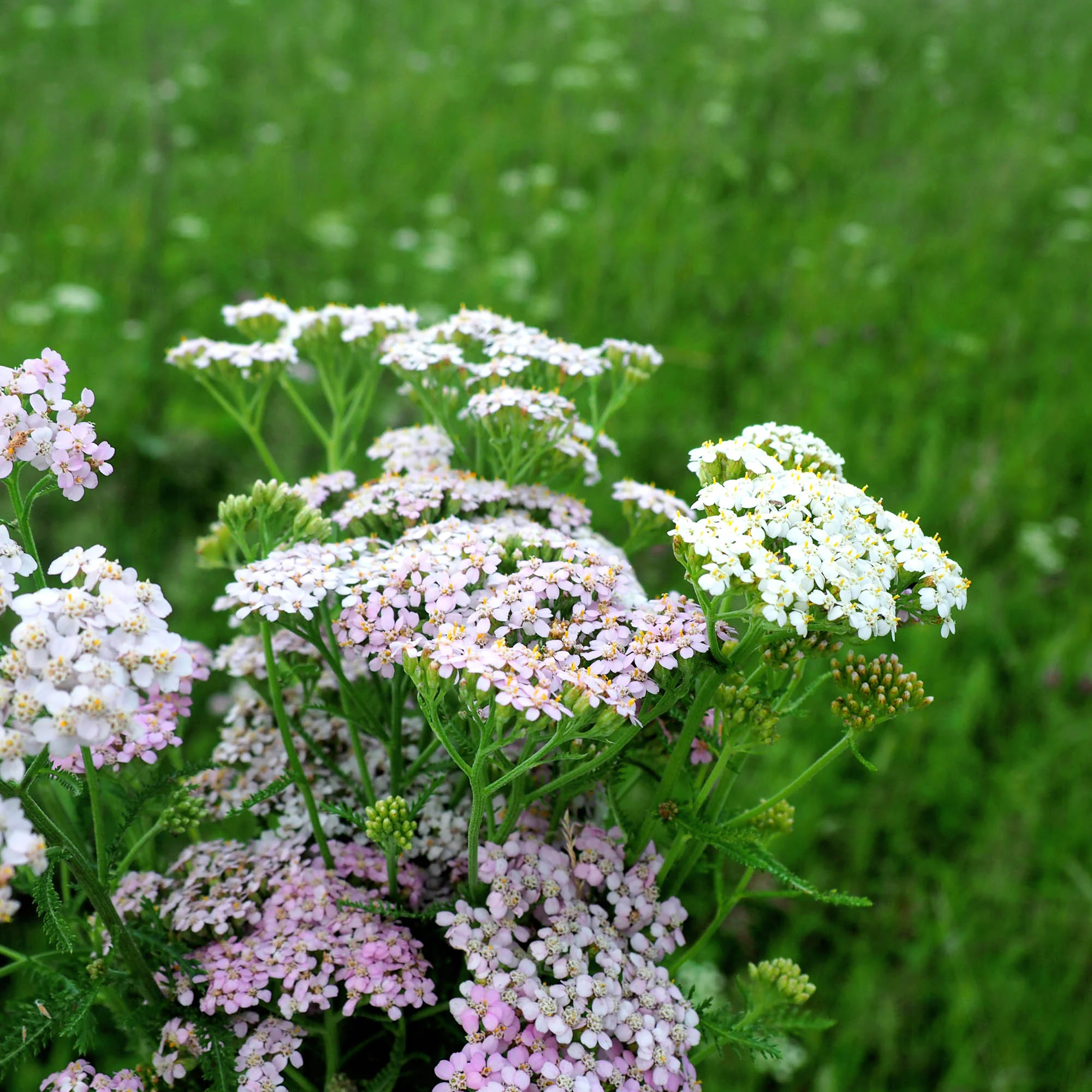 Butterfly Mix Seedball - Image 8