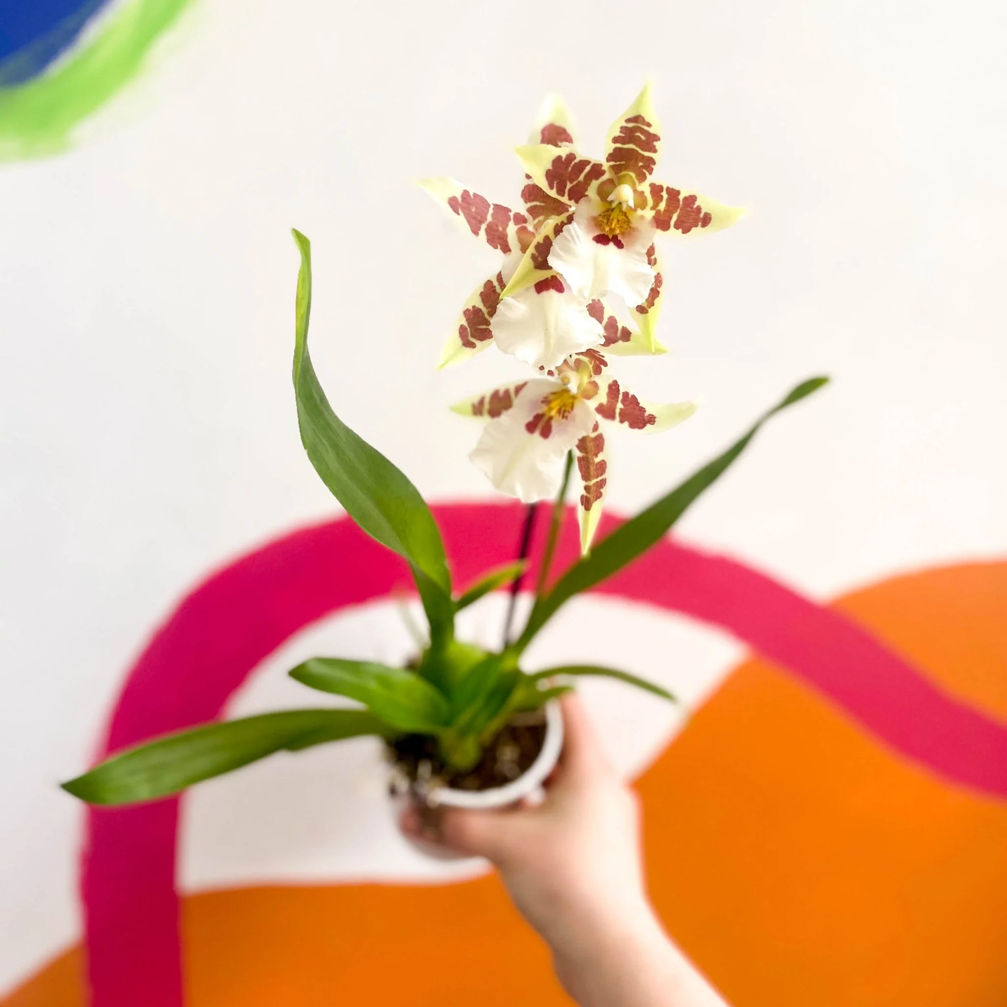 Butterfly Orchids - Odontoglossum aliceara 'Renaissance'
