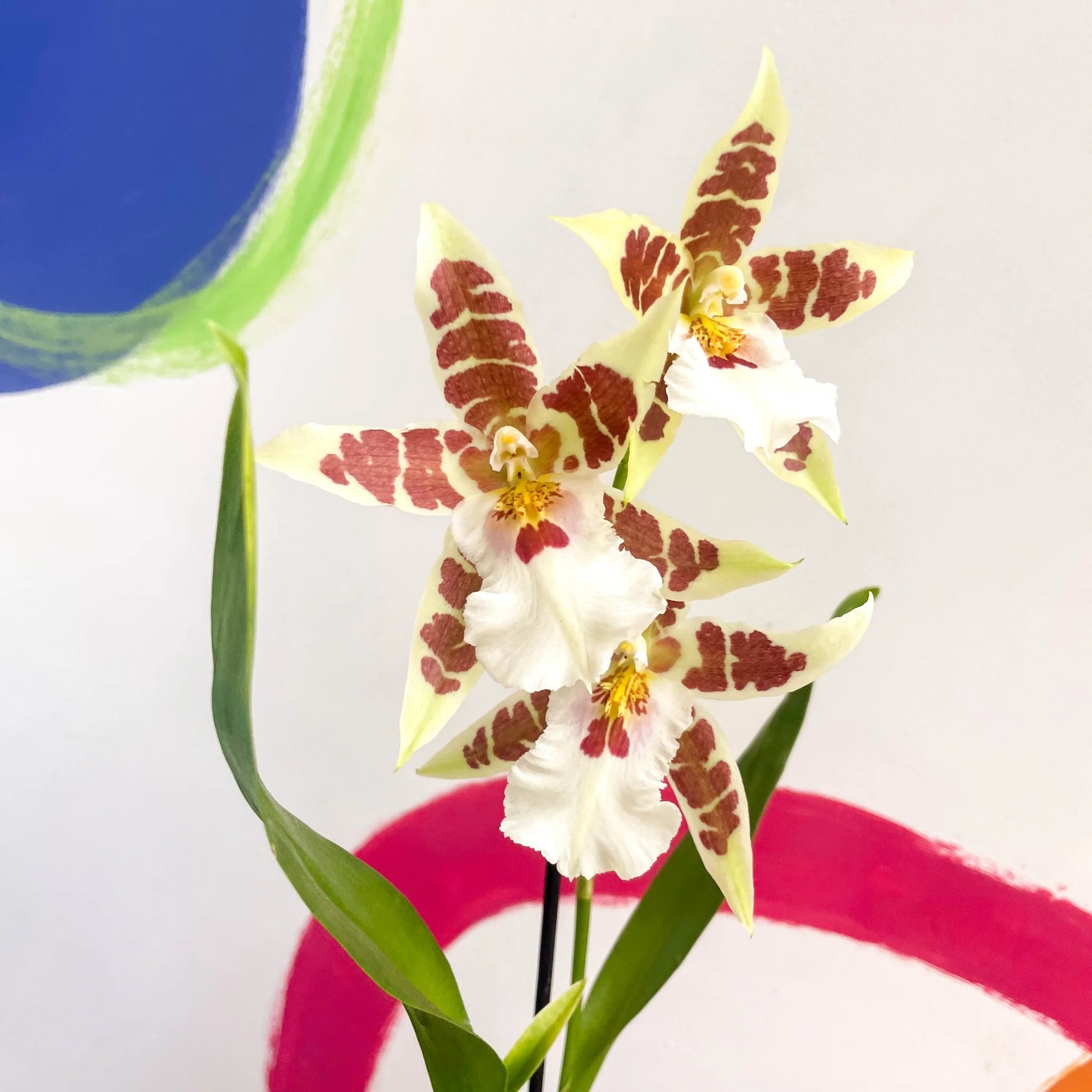 Butterfly Orchids - Odontoglossum aliceara 'Renaissance' - Image 2