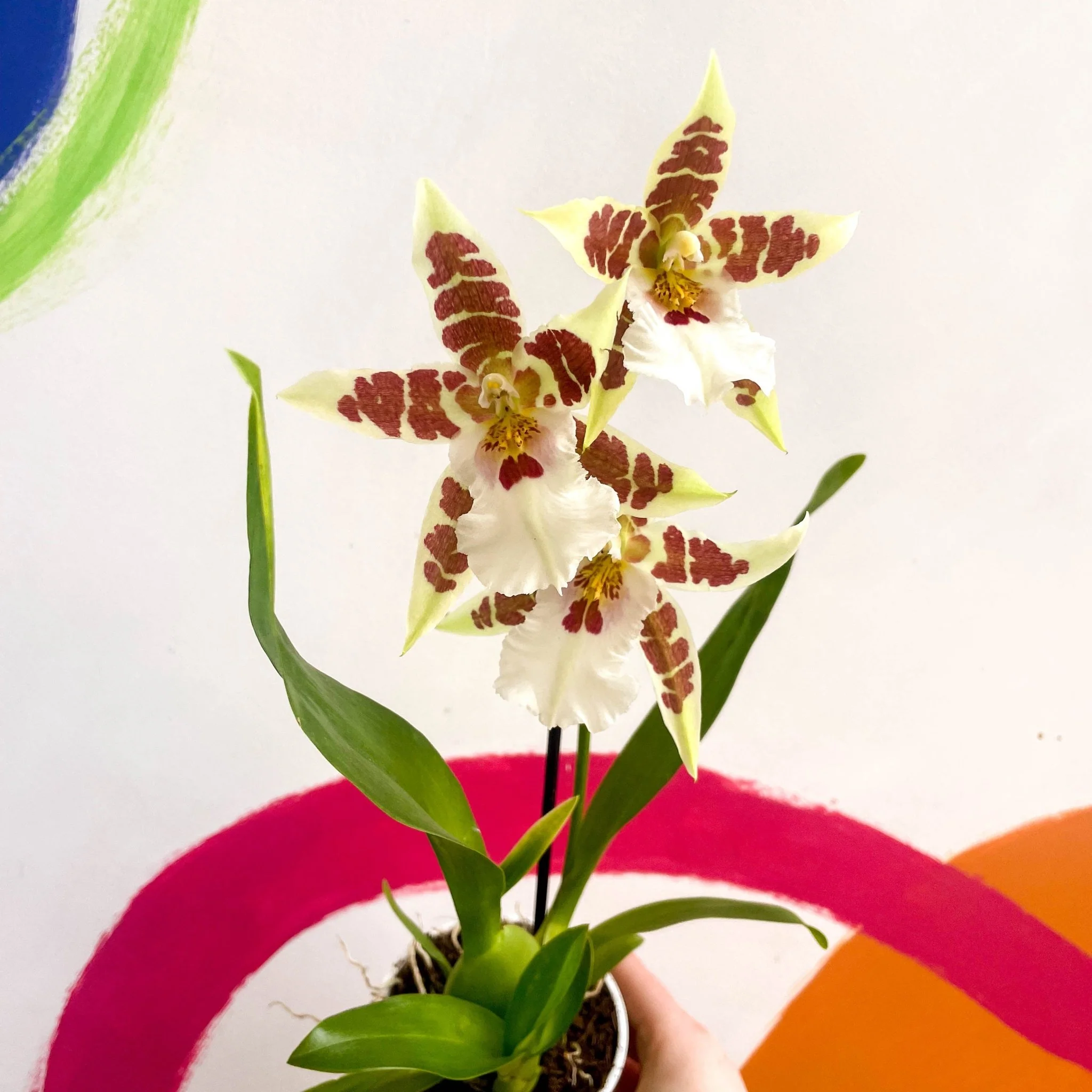Butterfly Orchids - Odontoglossum aliceara 'Renaissance' - Image 3
