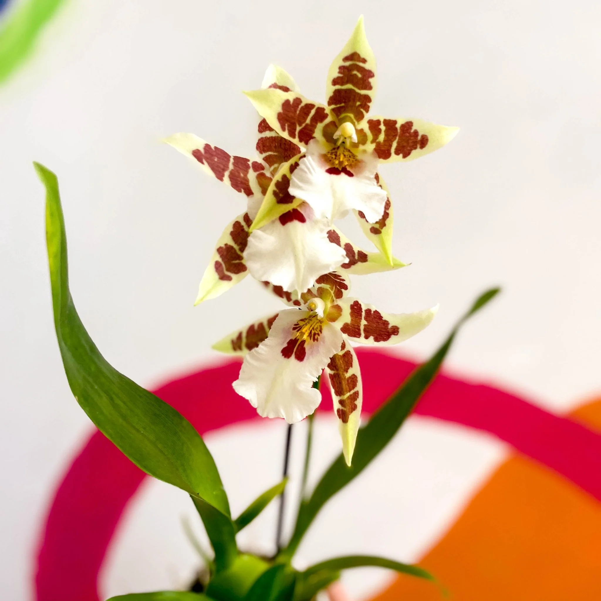 Butterfly Orchids - Odontoglossum aliceara 'Renaissance' - Image 4