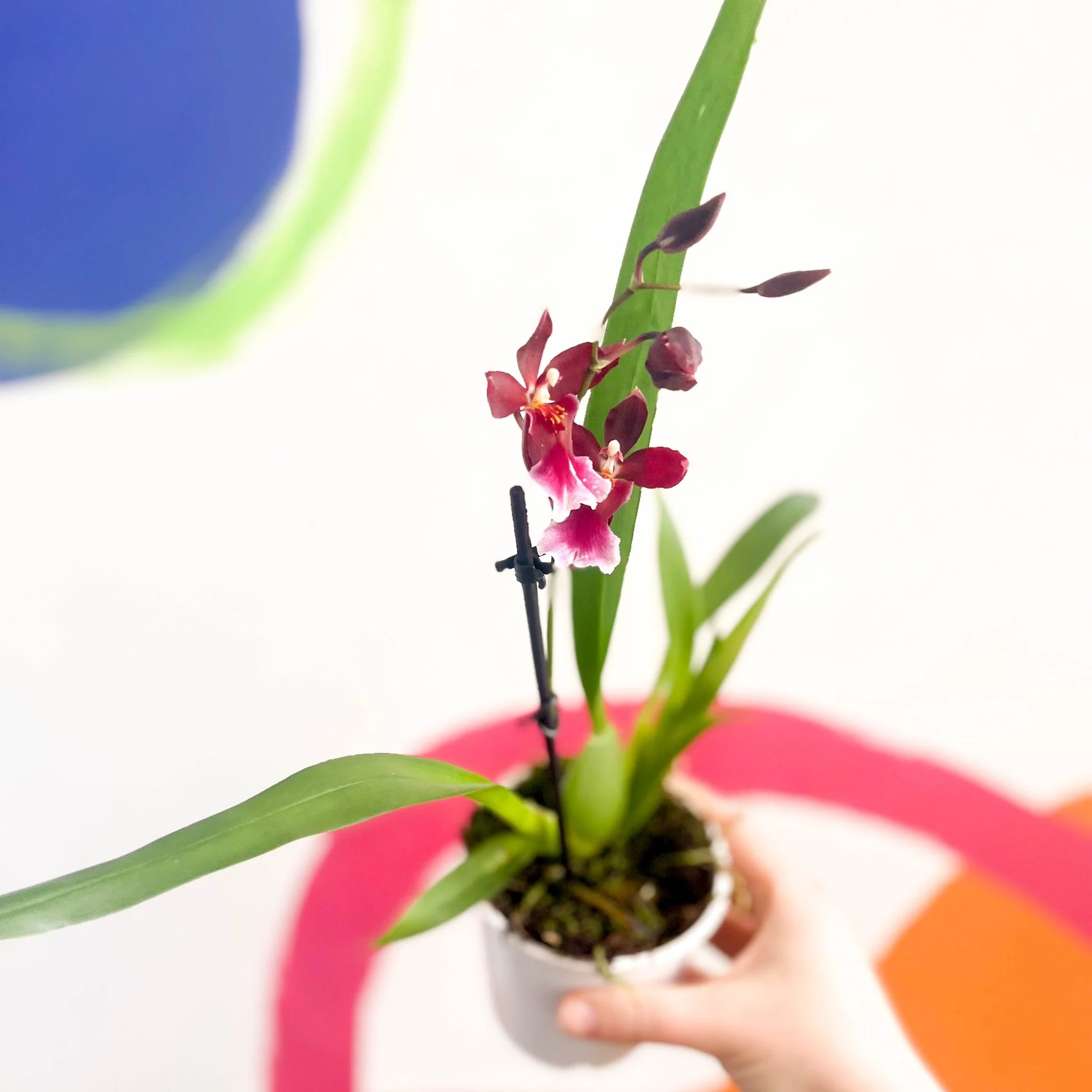 Butterfly Orchids - Odontoglossum wilsonara